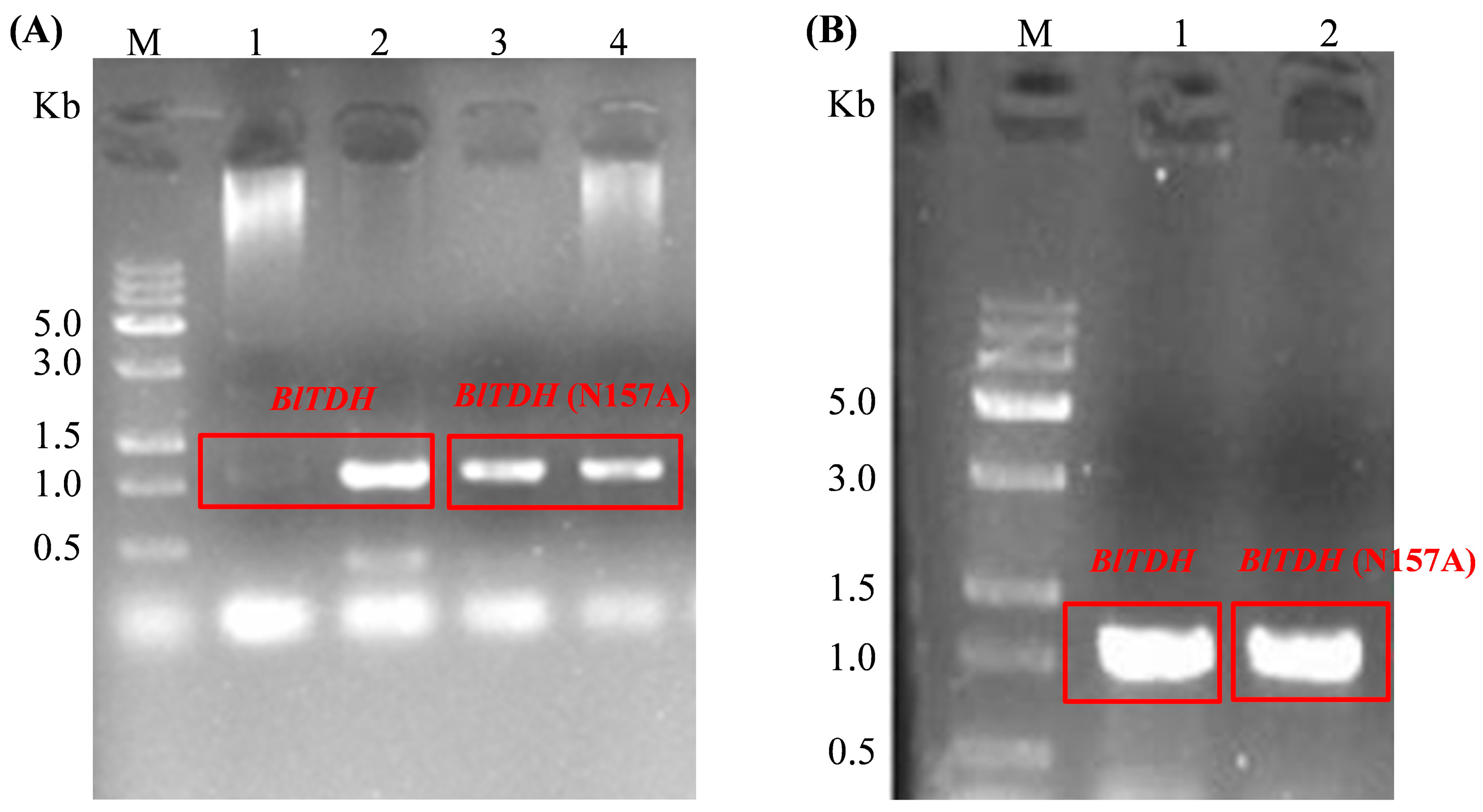 Microorganisms 13 01477 g003