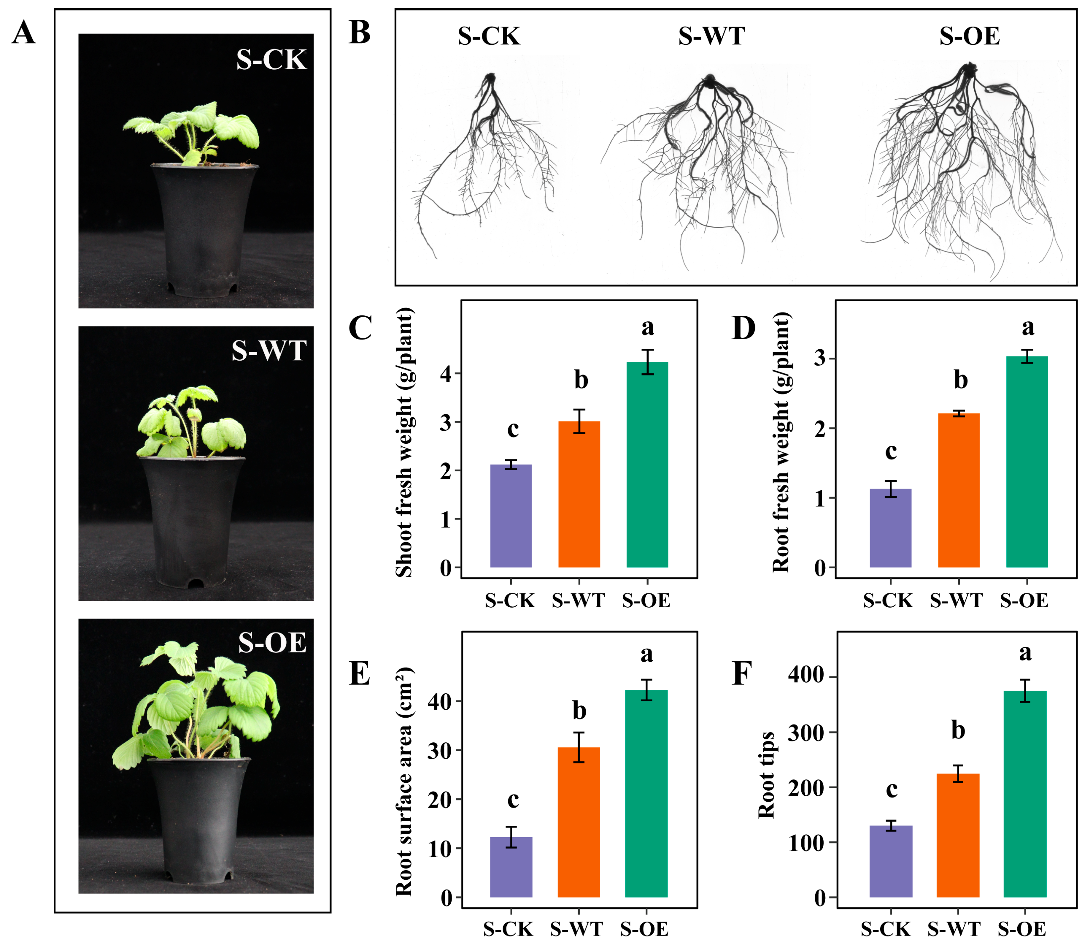 Microorganisms 13 01480 g001