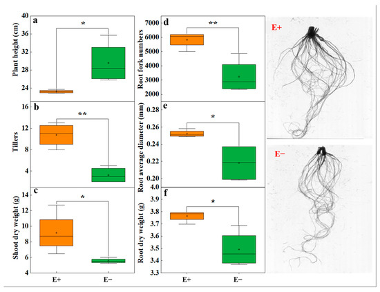 Achnatherum inebrians Bacterial Communities Associated with