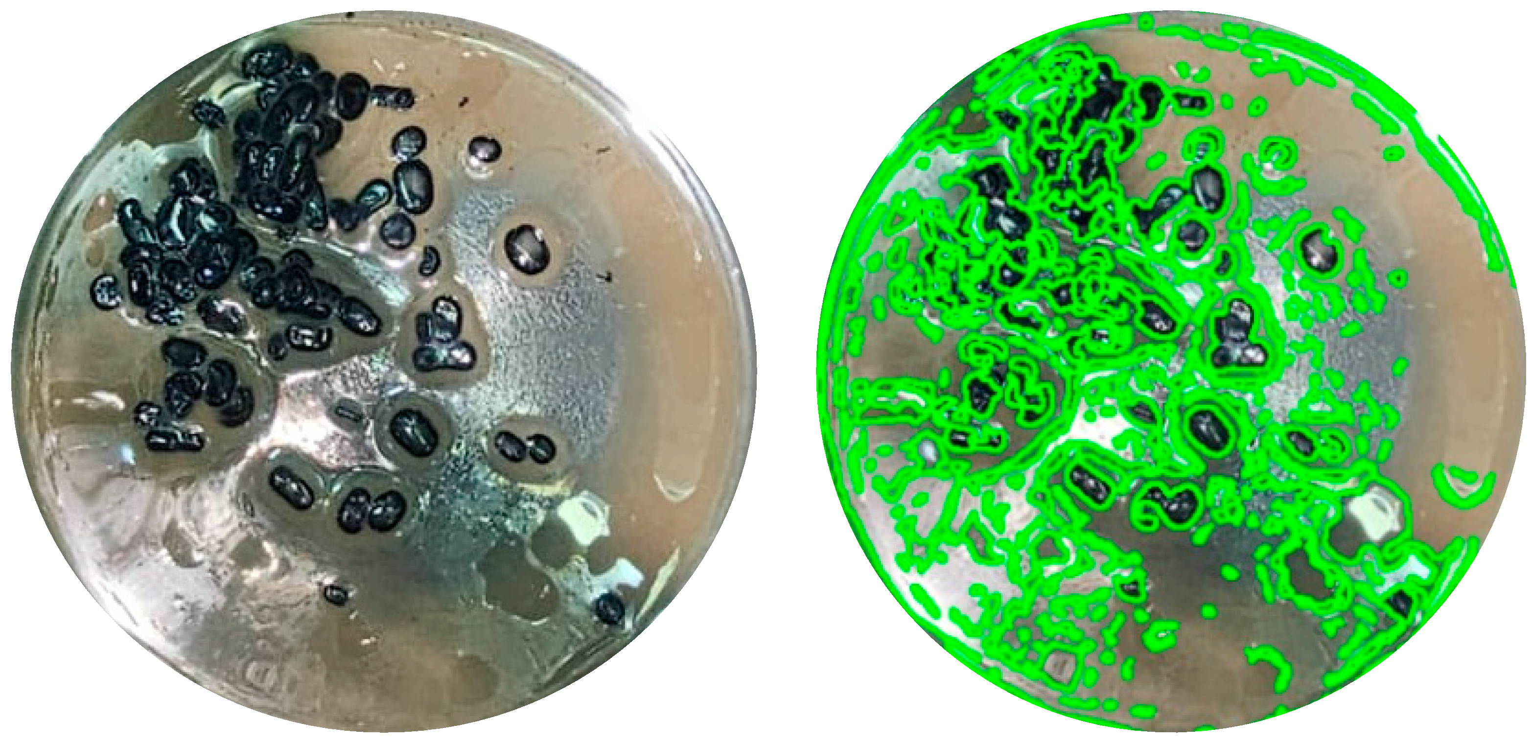 Microorganisms 13 01520 g005