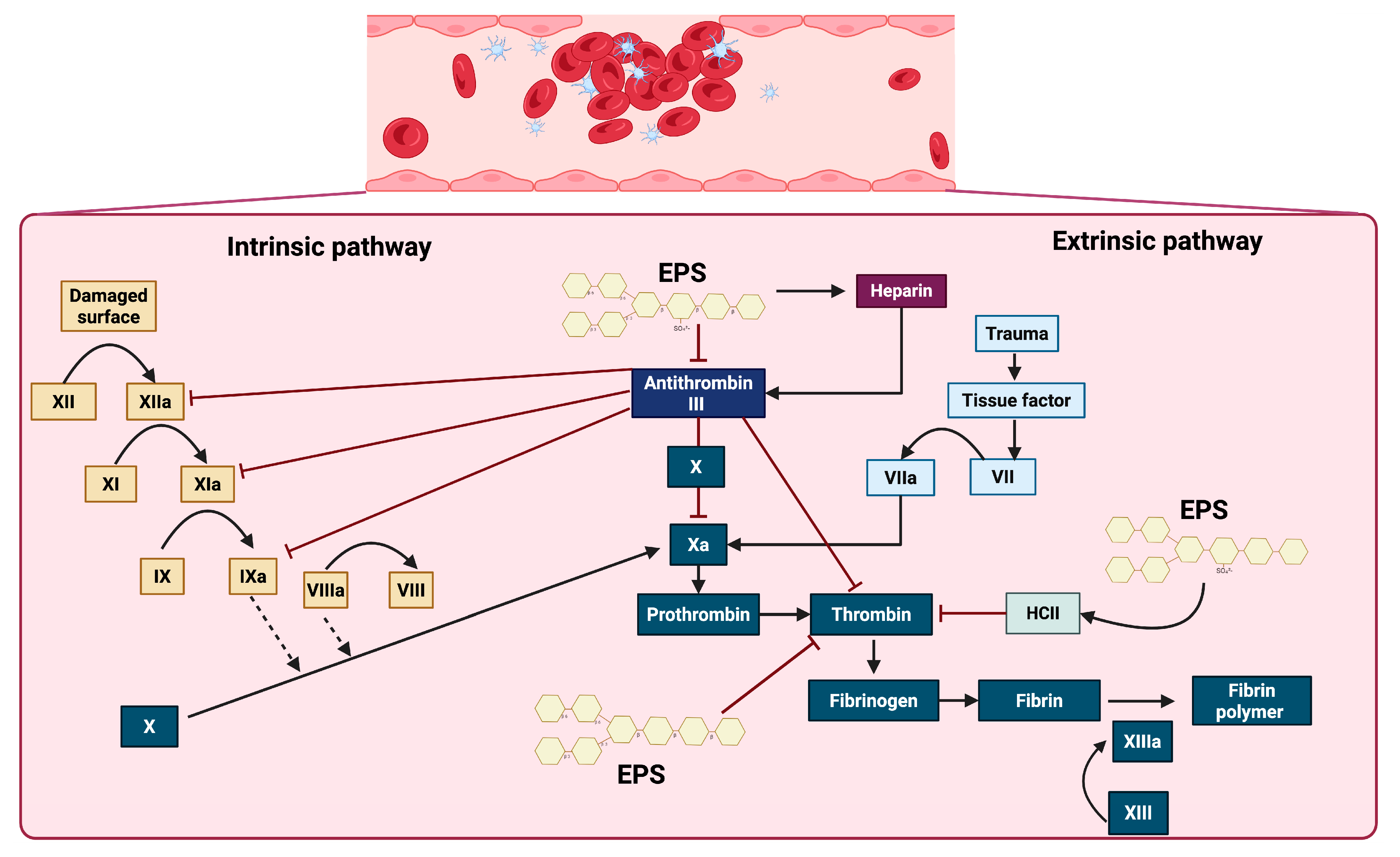 MJ The Role of Microbial Exopolysaccharides in Preventing and