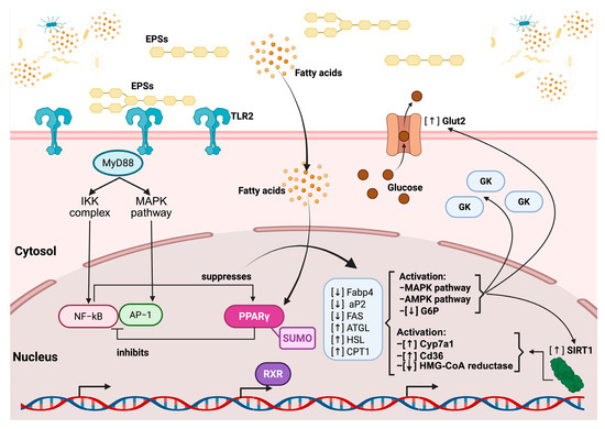 The Role of Microbial Exopolysaccharides in Preventing and