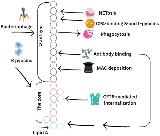Biofilm Formation of Pseudomonas aeruginosa in Cystic Fibrosis ...