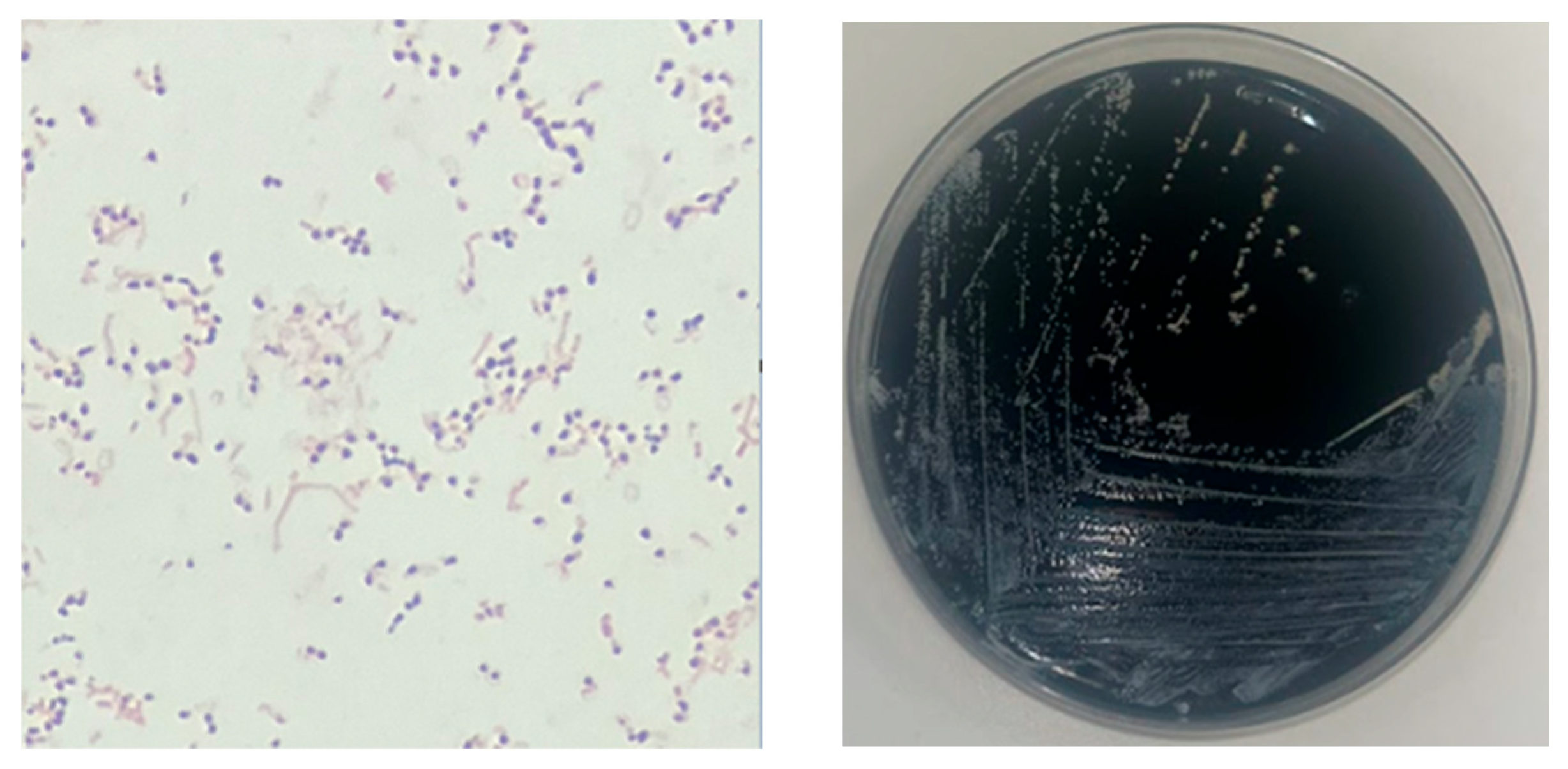 Microorganisms 13 01536 g002