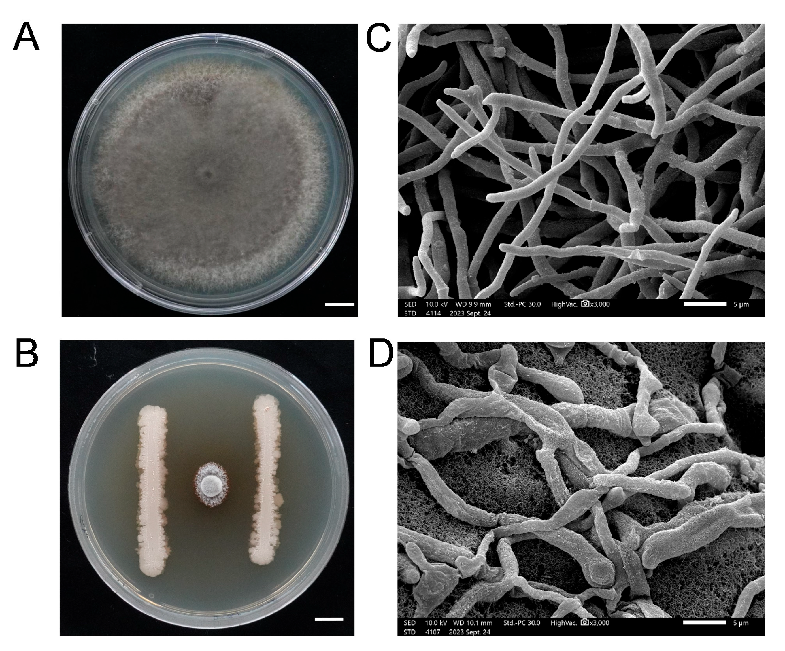 Microorganisms 13 01538 g002