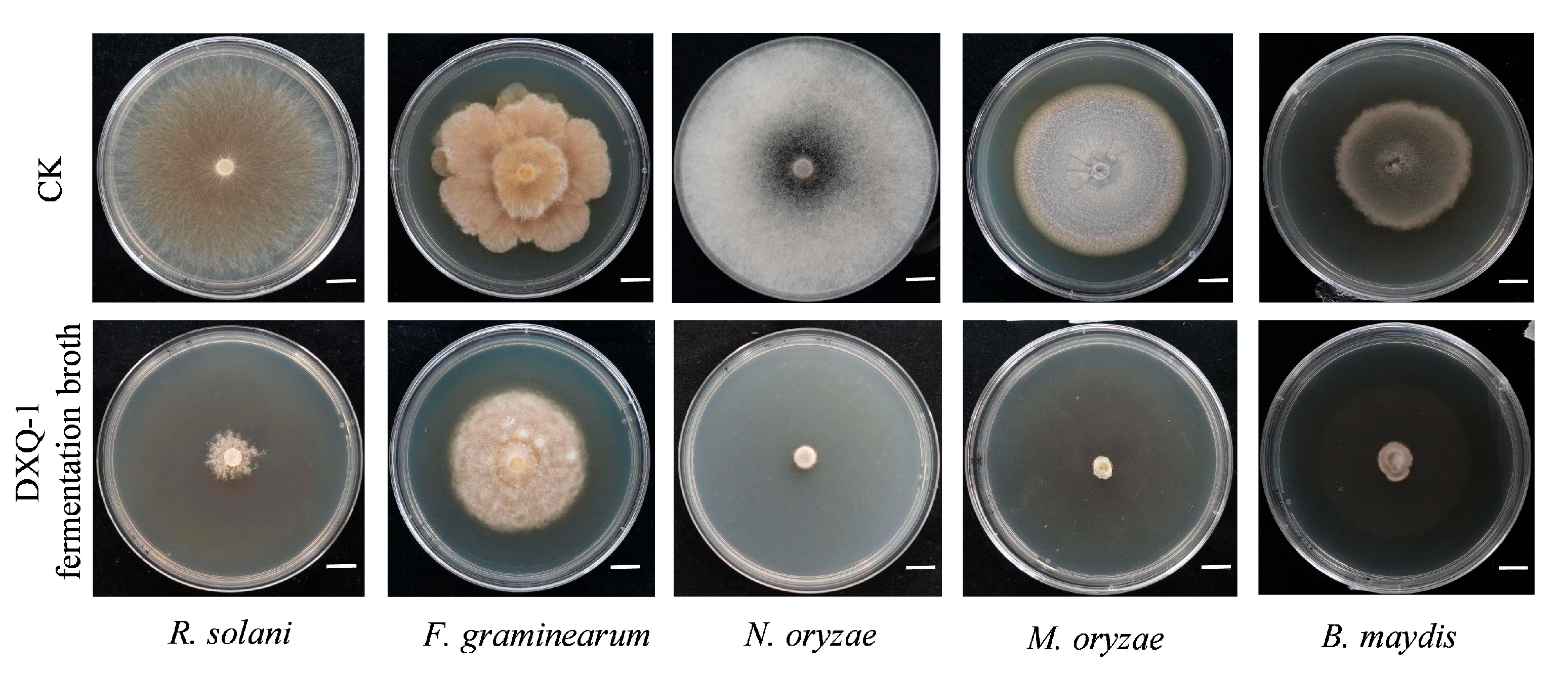 Microorganisms 13 01538 g005