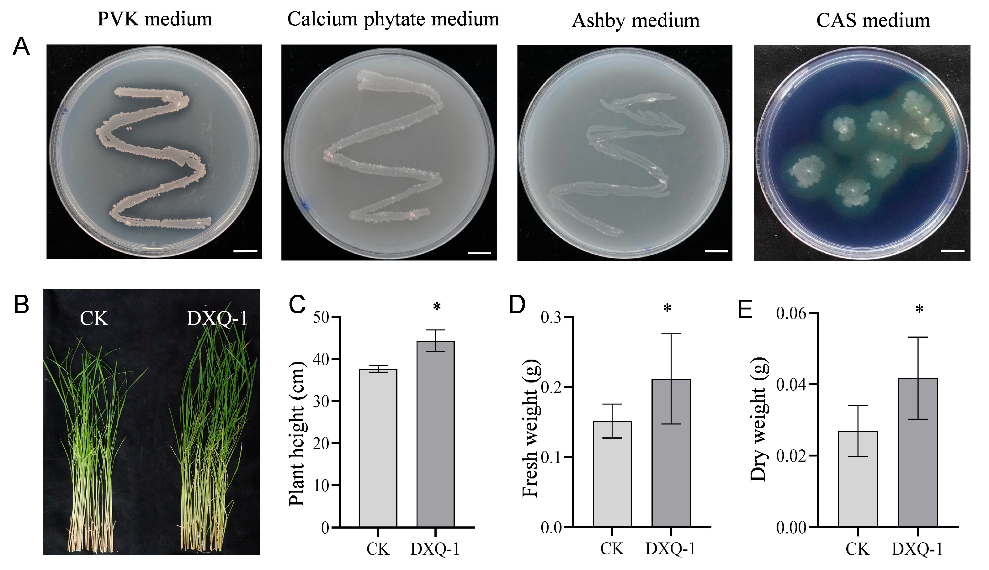 Microorganisms 13 01538 g006