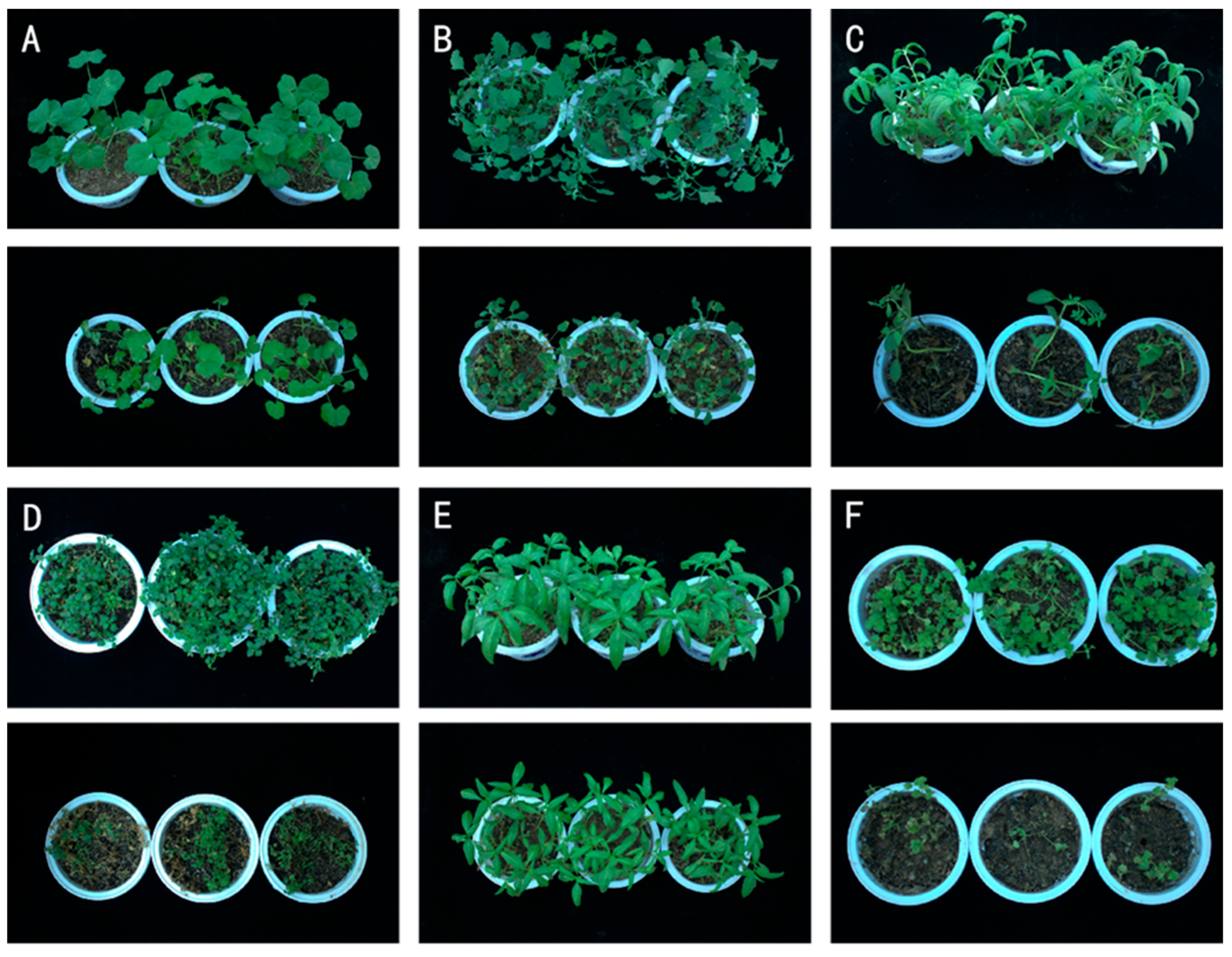Microorganisms 13 01541 g002