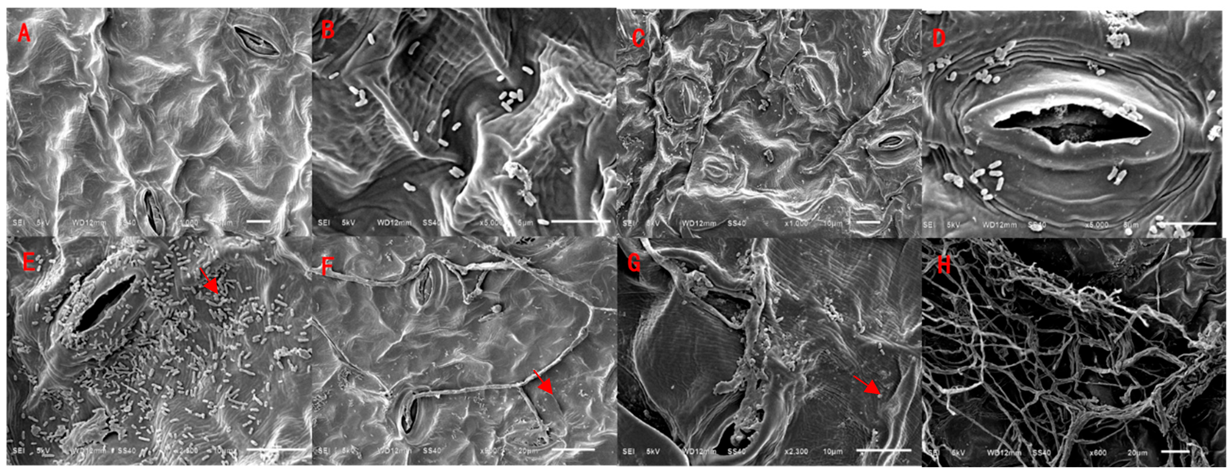 Microorganisms 13 01541 g006