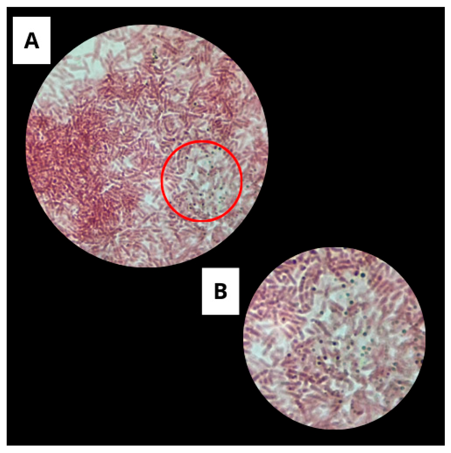Microorganisms 13 01548 g003