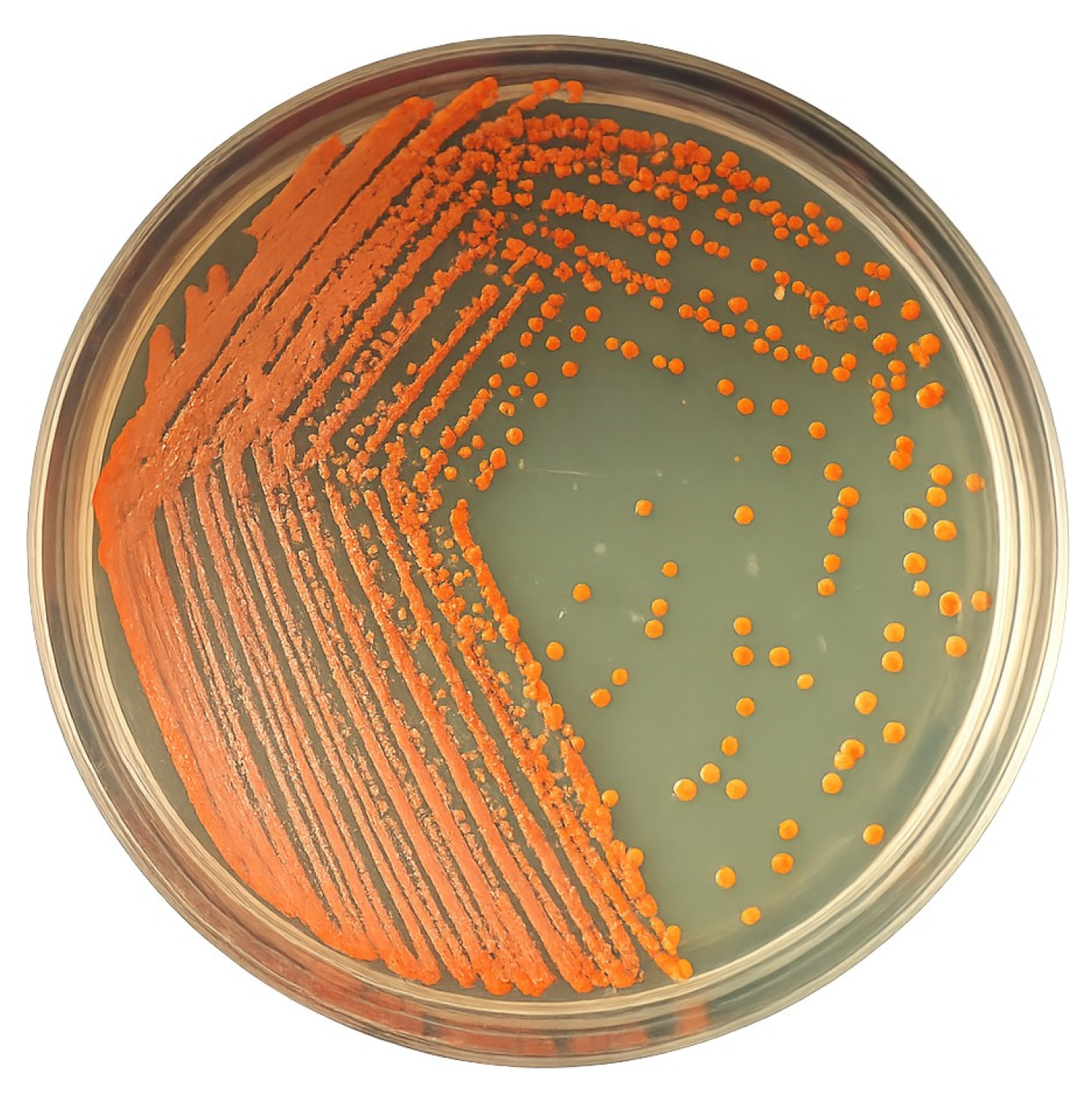 Microorganisms 13 01555 g001