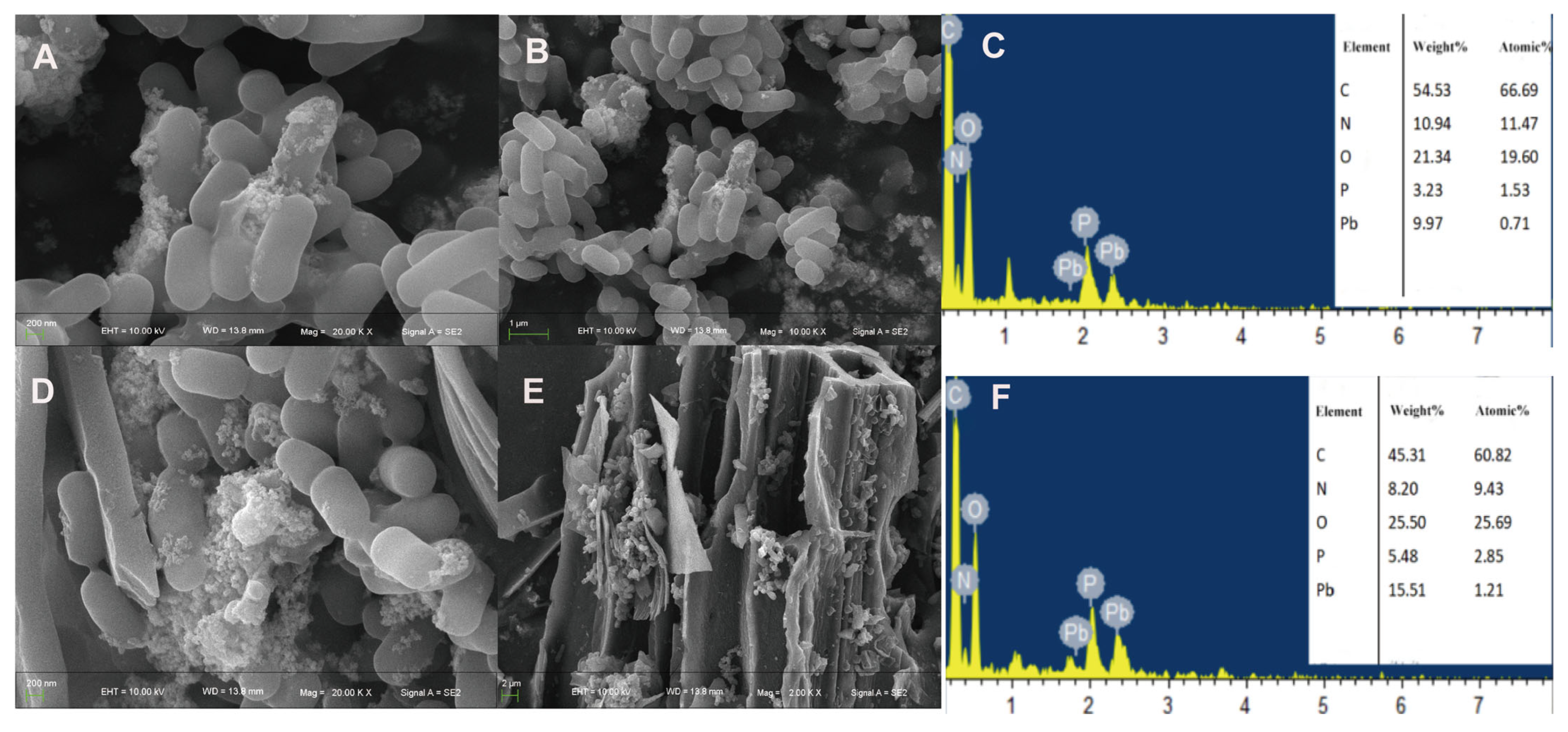 Microorganisms 13 01556 g004