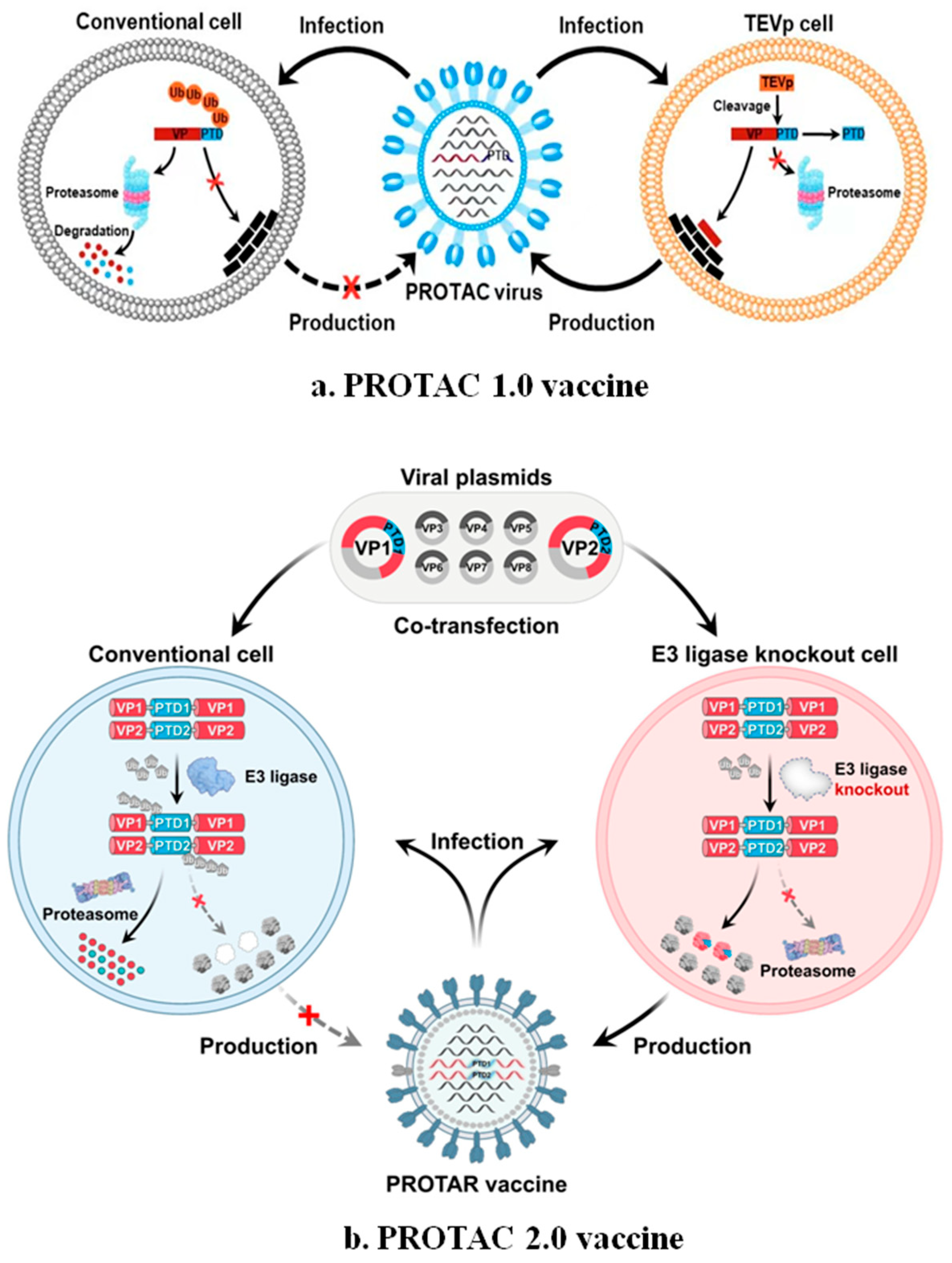 Microorganisms 13 01557 g012