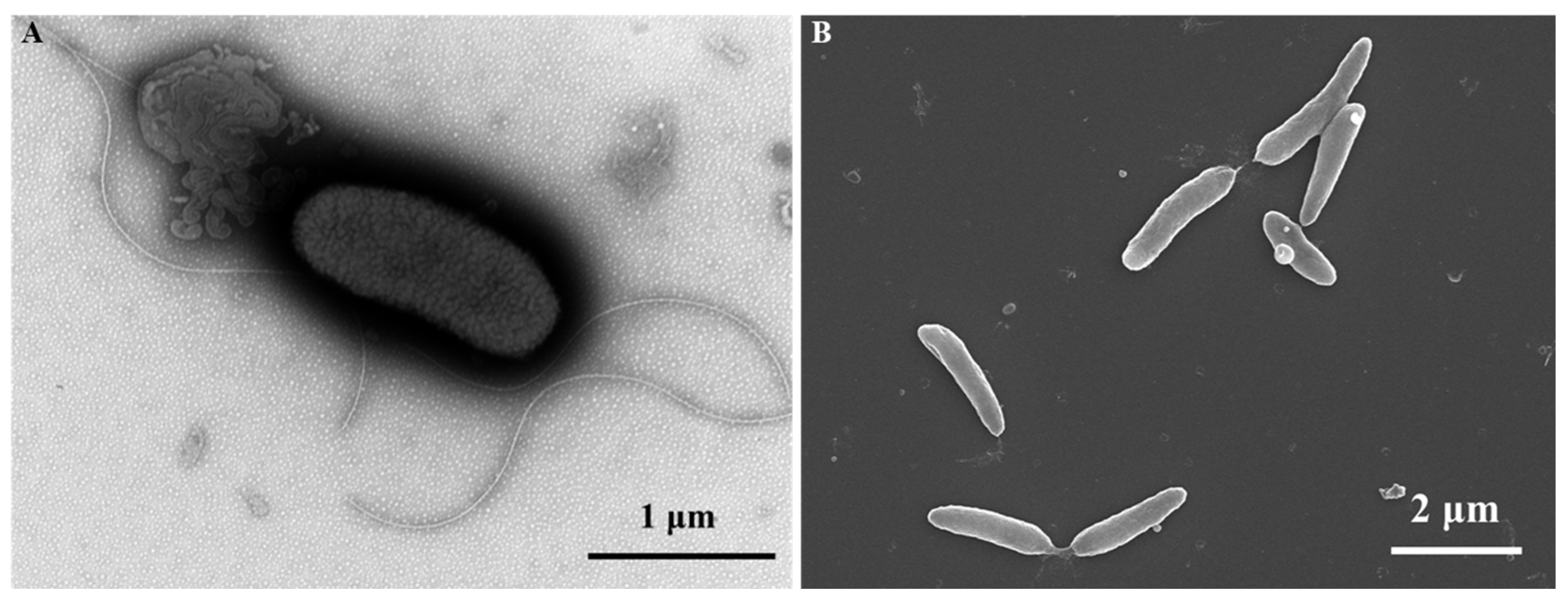 Microorganisms 13 01559 g003