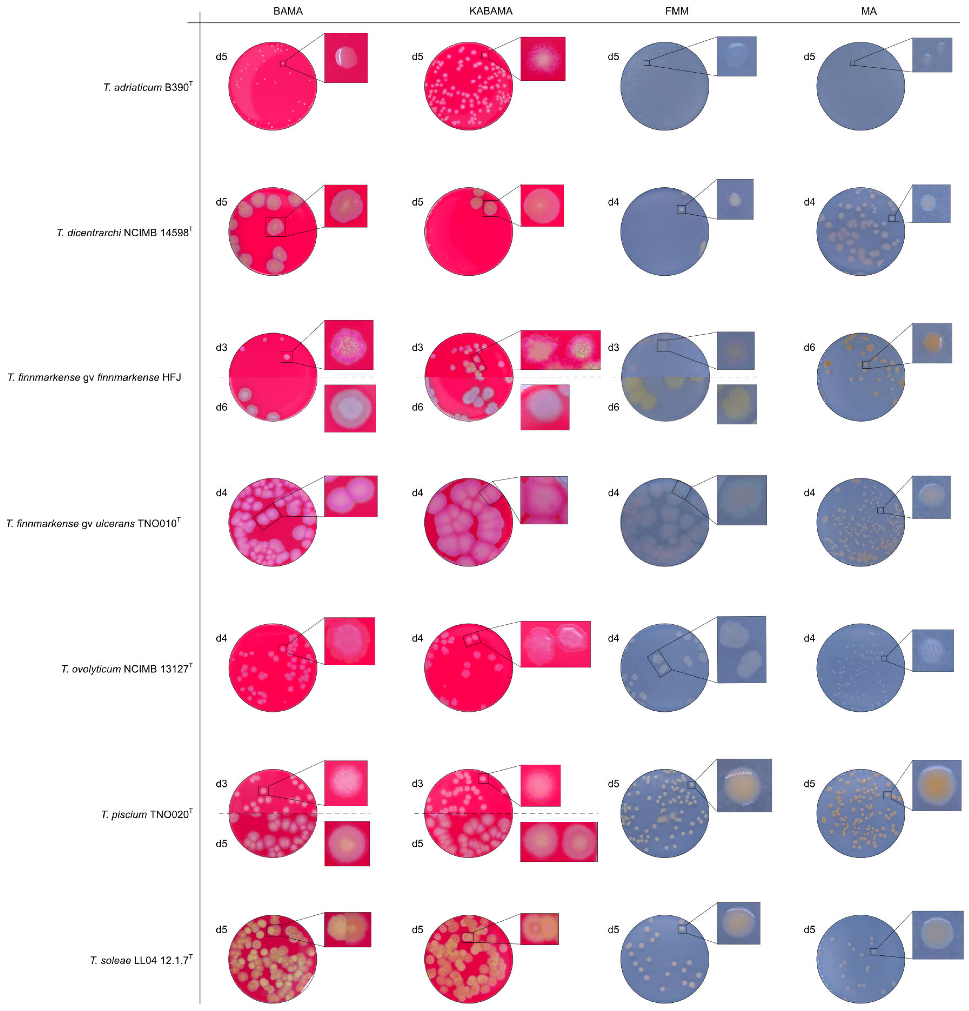 Microorganisms 13 01567 g014