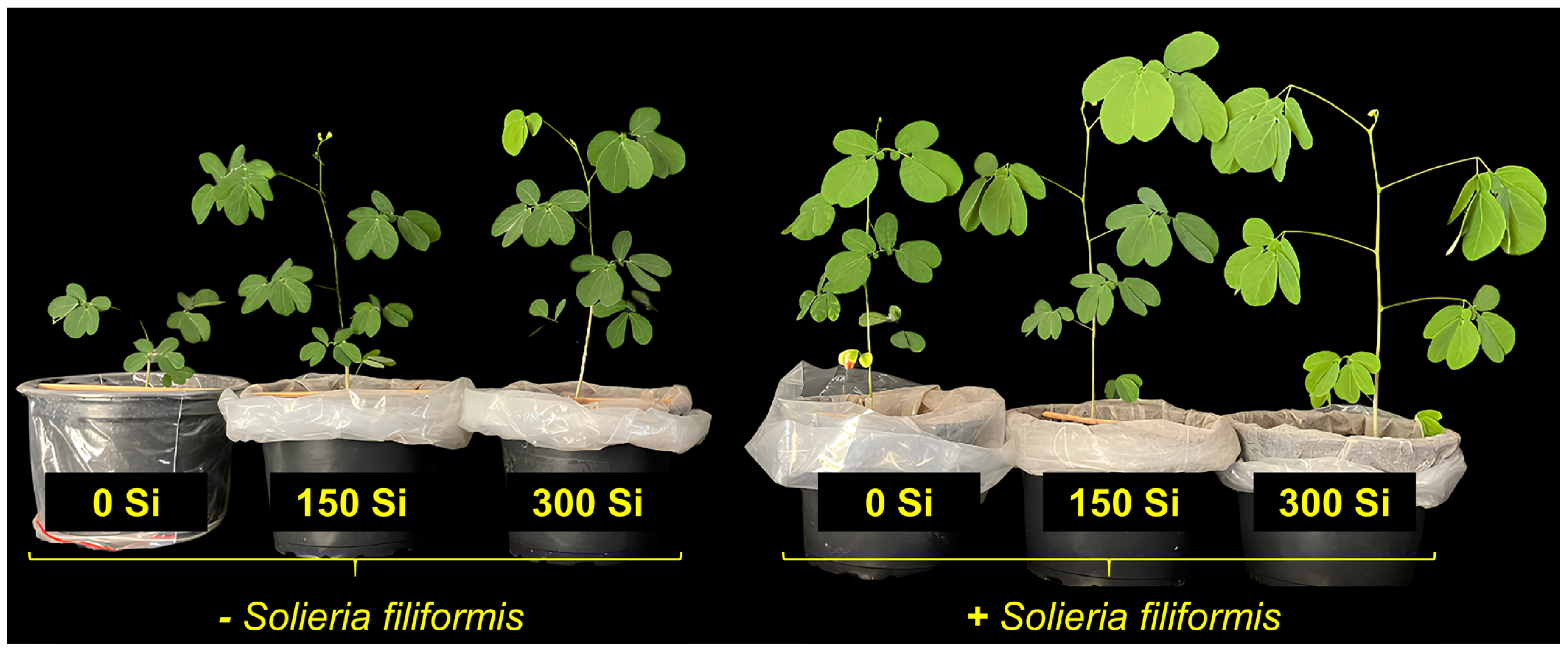 Microorganisms 13 01581 g001 Microorganisms 13 01581 g001
