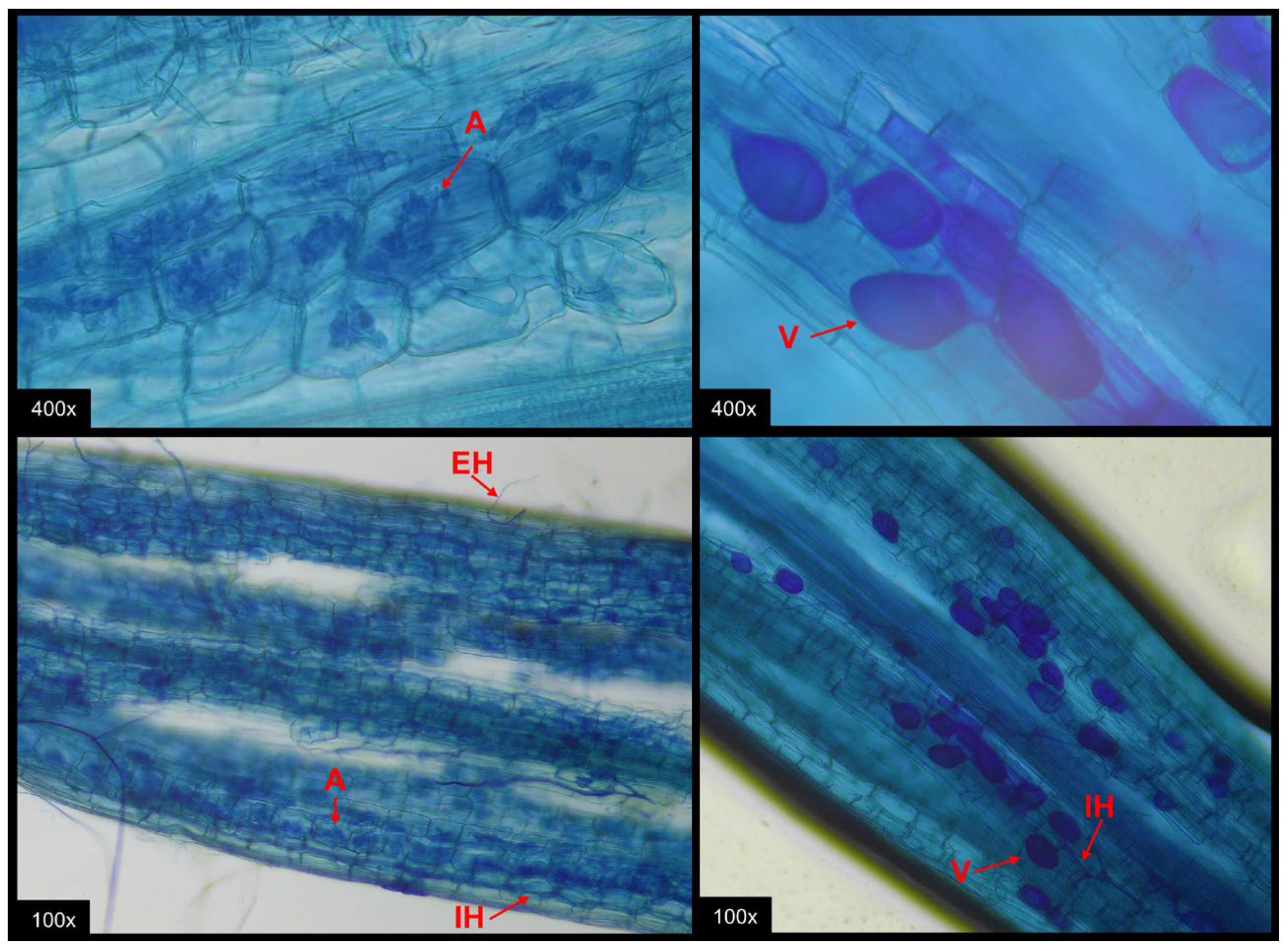 Microorganisms 13 01581 g004 Microorganisms 13 01581 g004