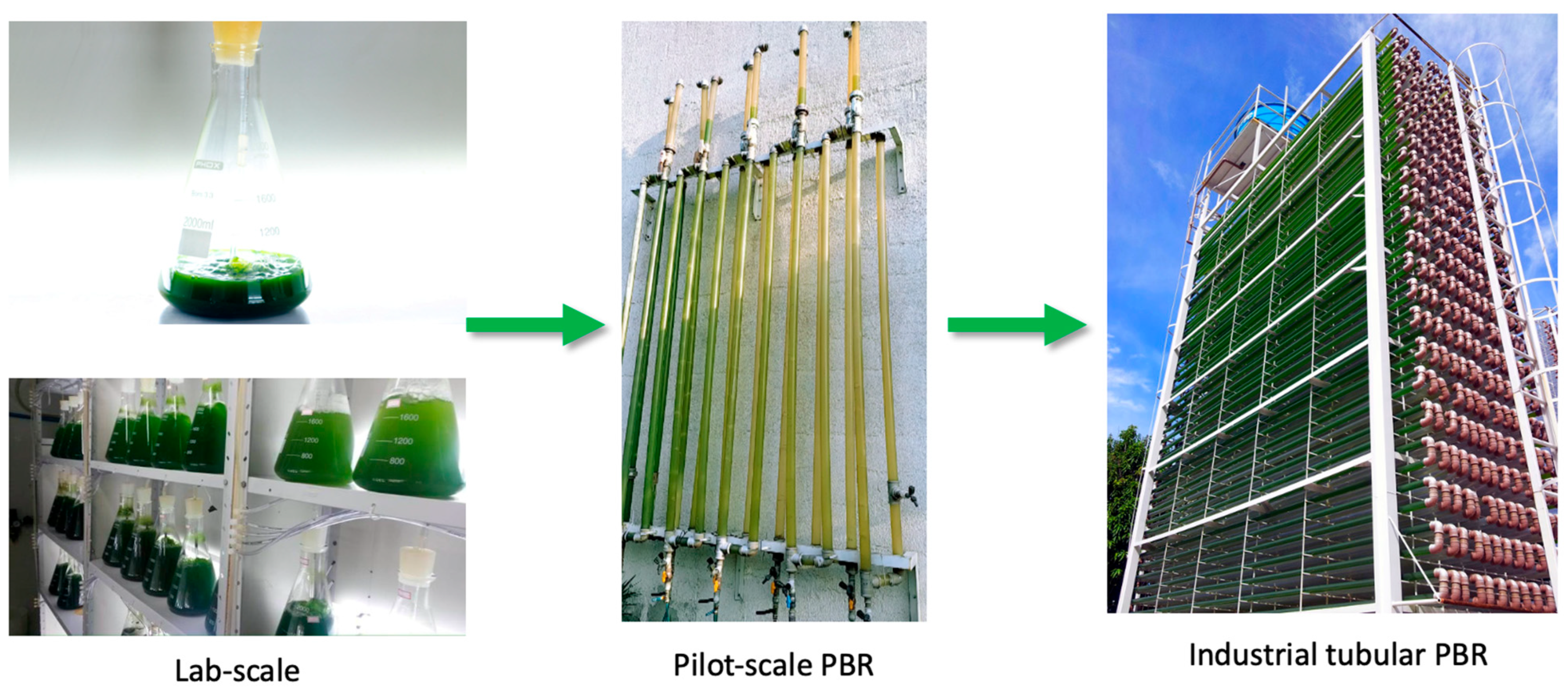 Microorganisms 13 01583 g001