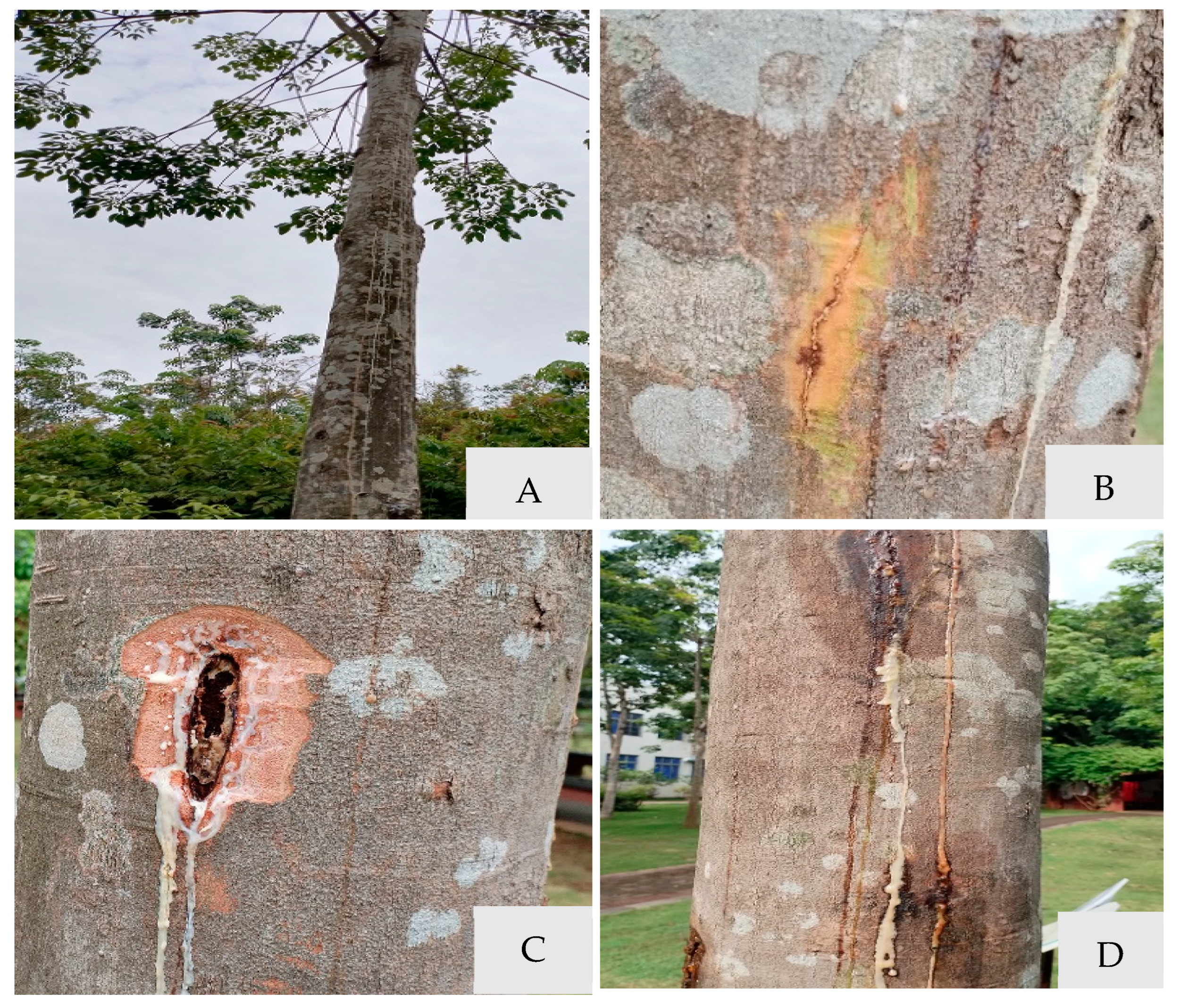 Microorganisms 13 01586 g001 Microorganisms 13 01586 g001