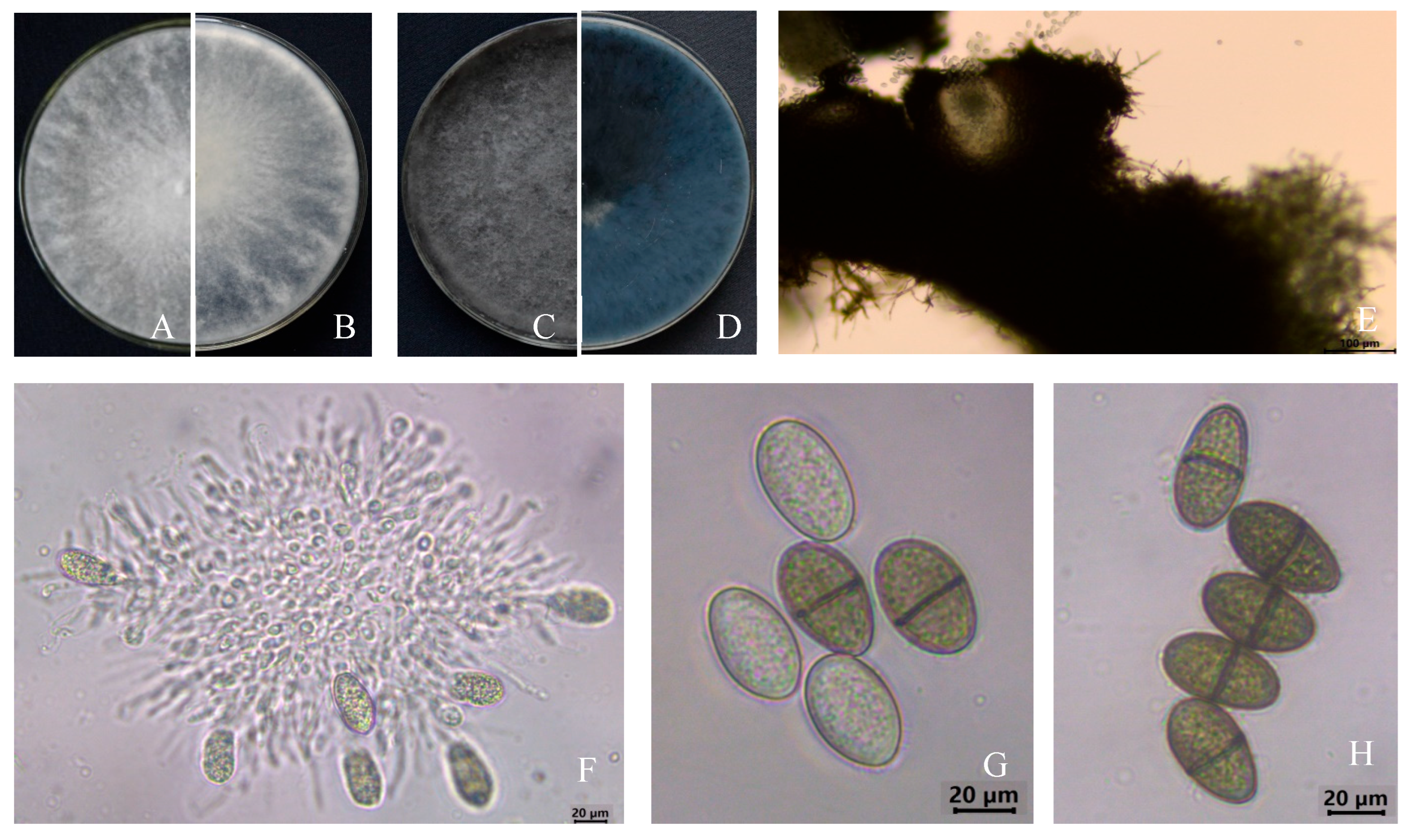 Microorganisms 13 01586 g002 Microorganisms 13 01586 g002