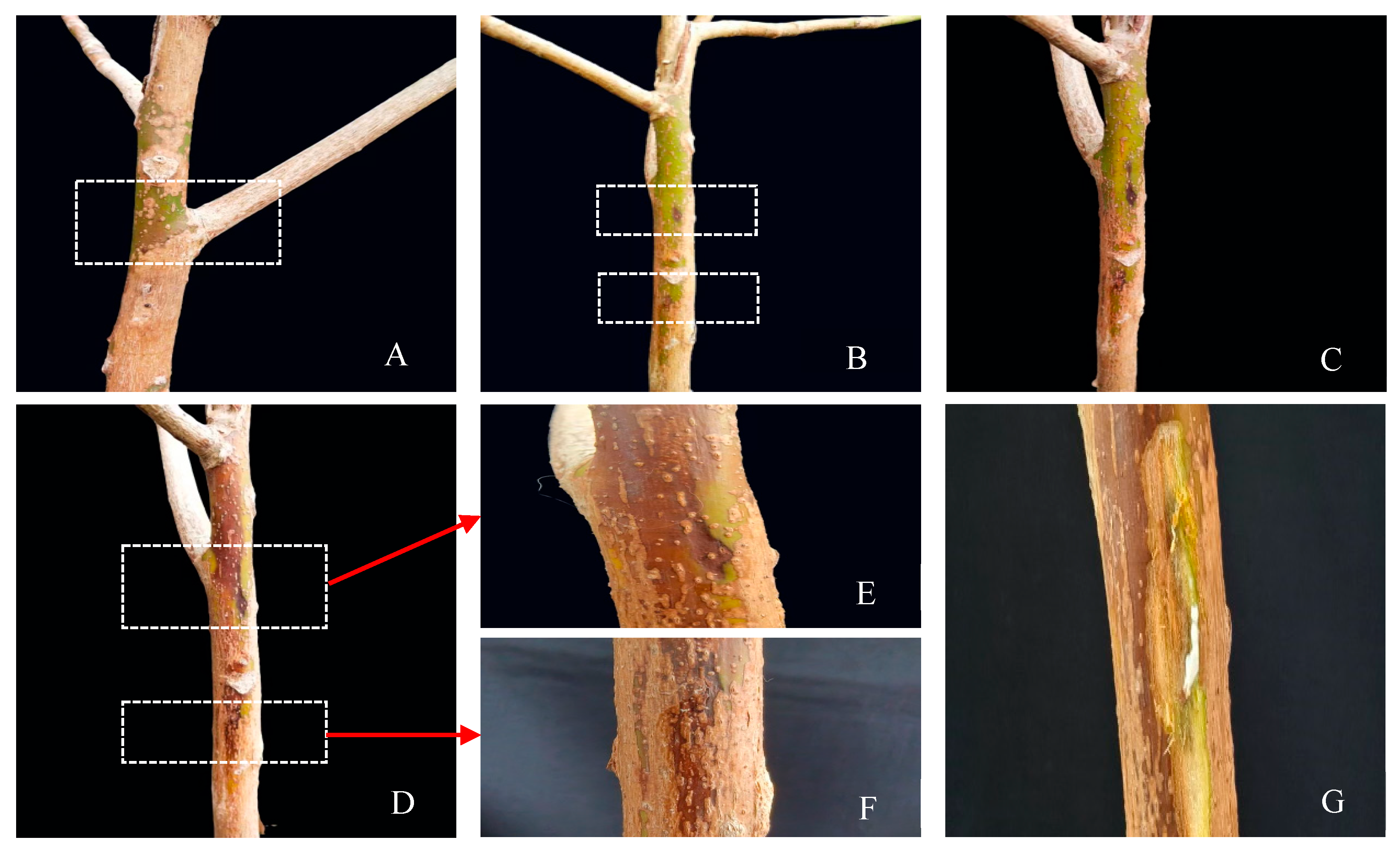 Microorganisms 13 01586 g003 Microorganisms 13 01586 g003