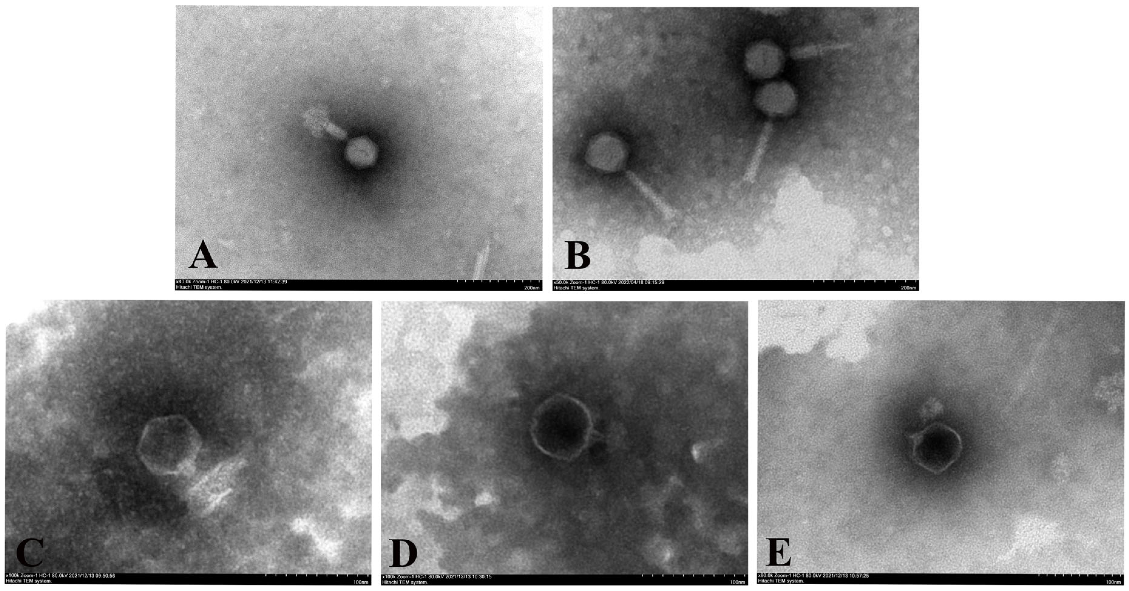 Microorganisms 13 01587 g001