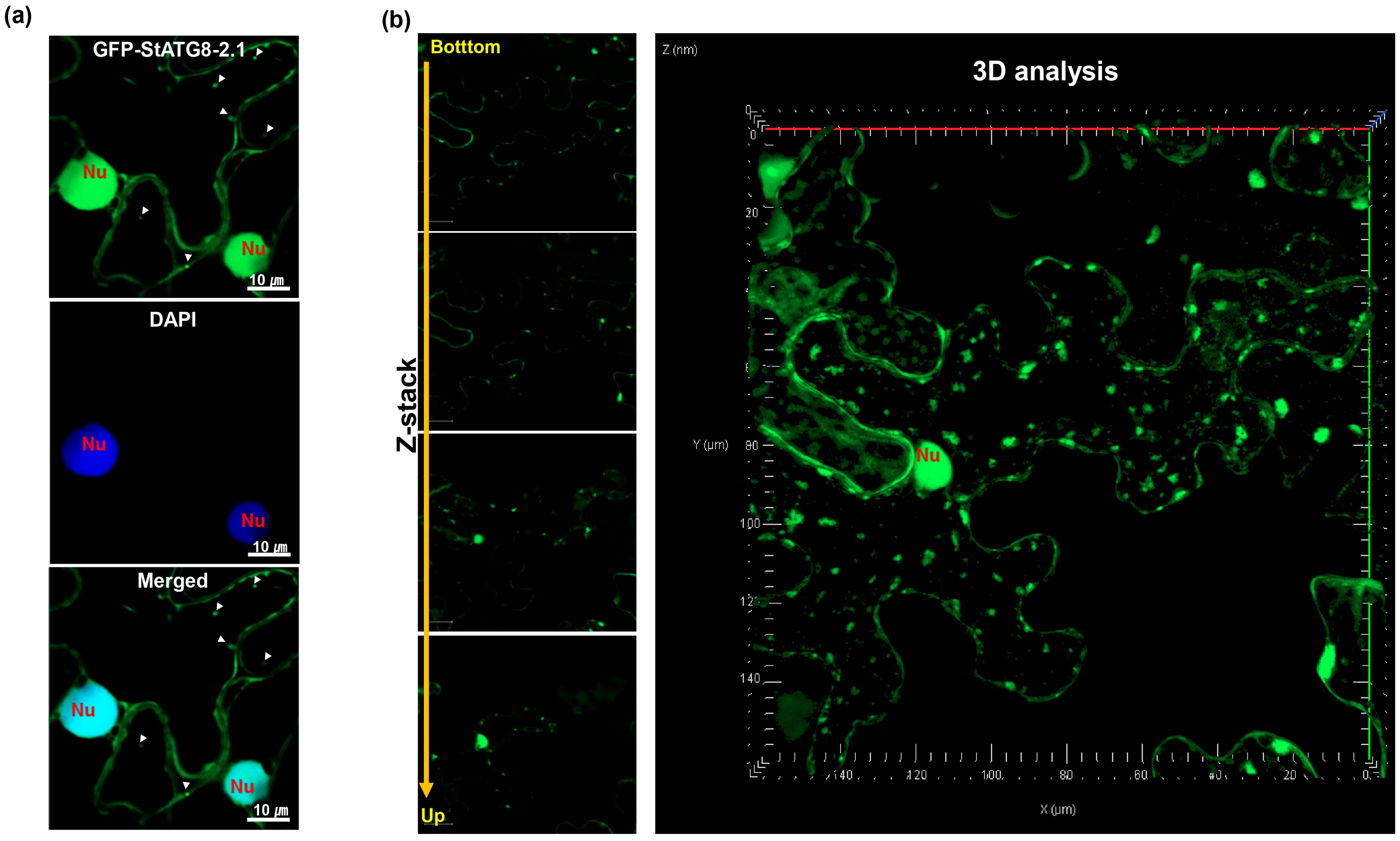 Microorganisms 13 01589 g001