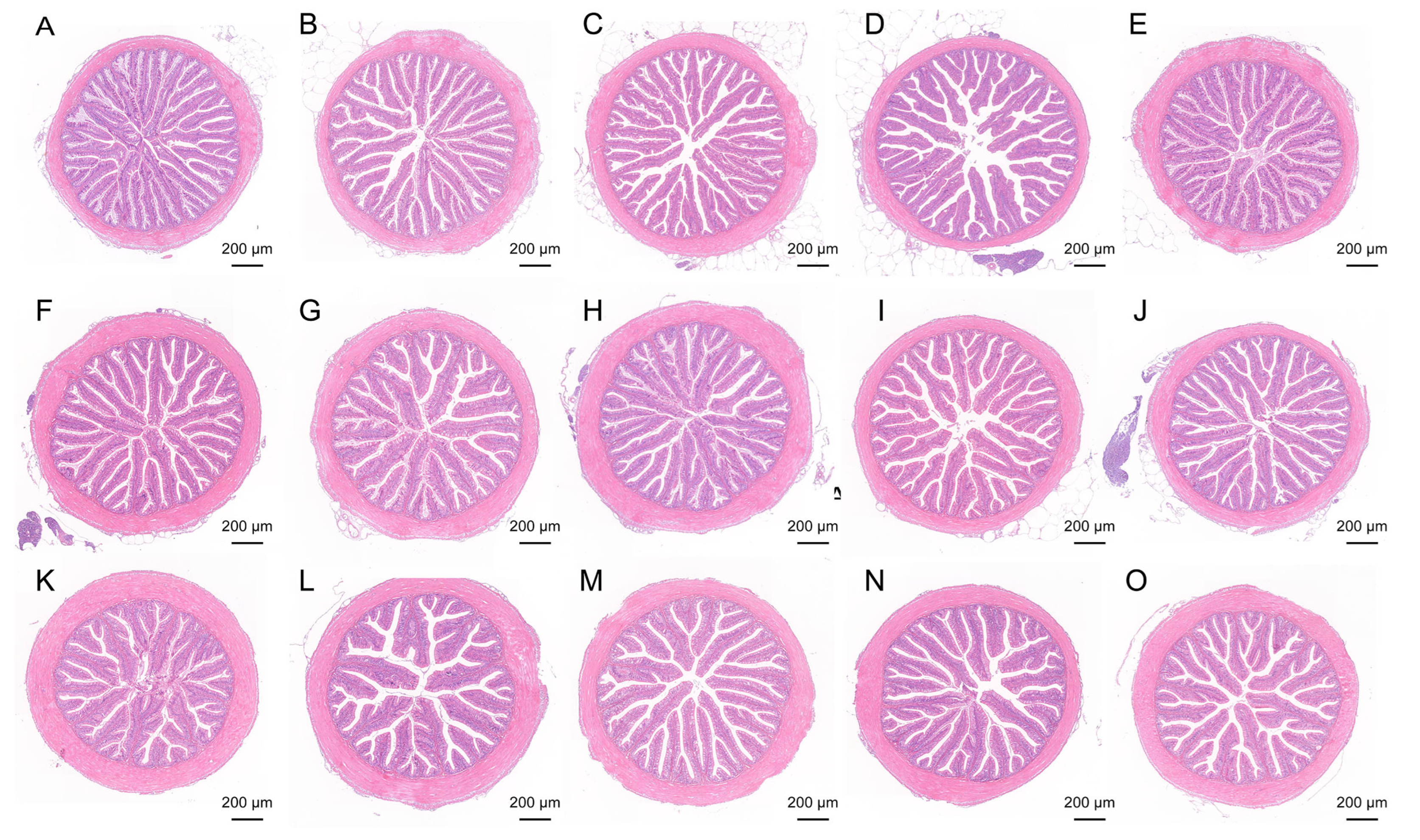 Microorganisms 13 01594 g001