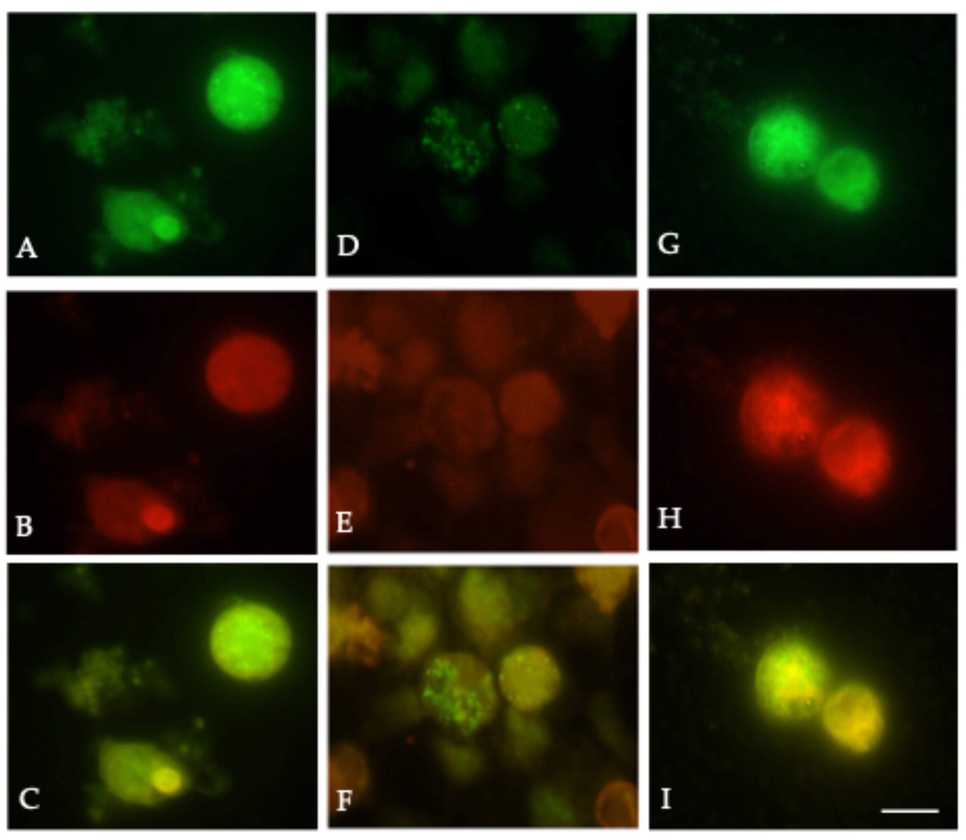 Microorganisms 13 01599 g007