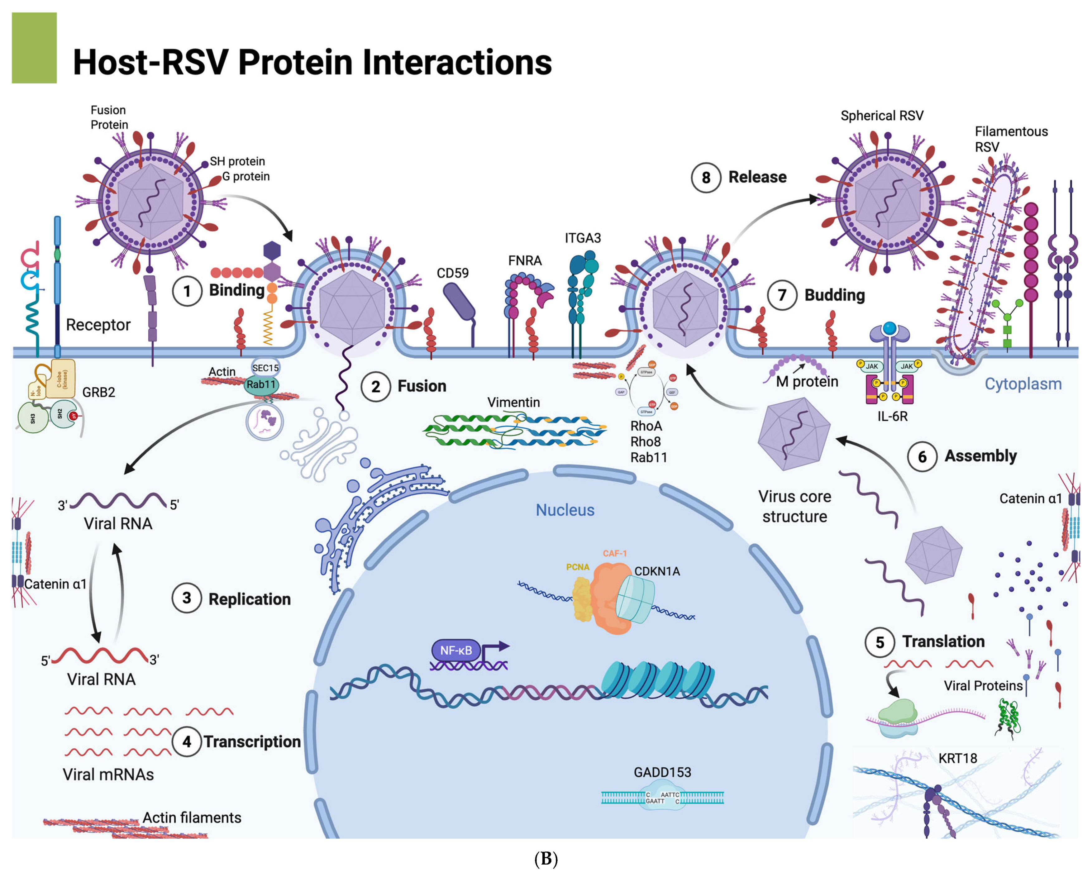 Microorganisms 13 01599 g008b
