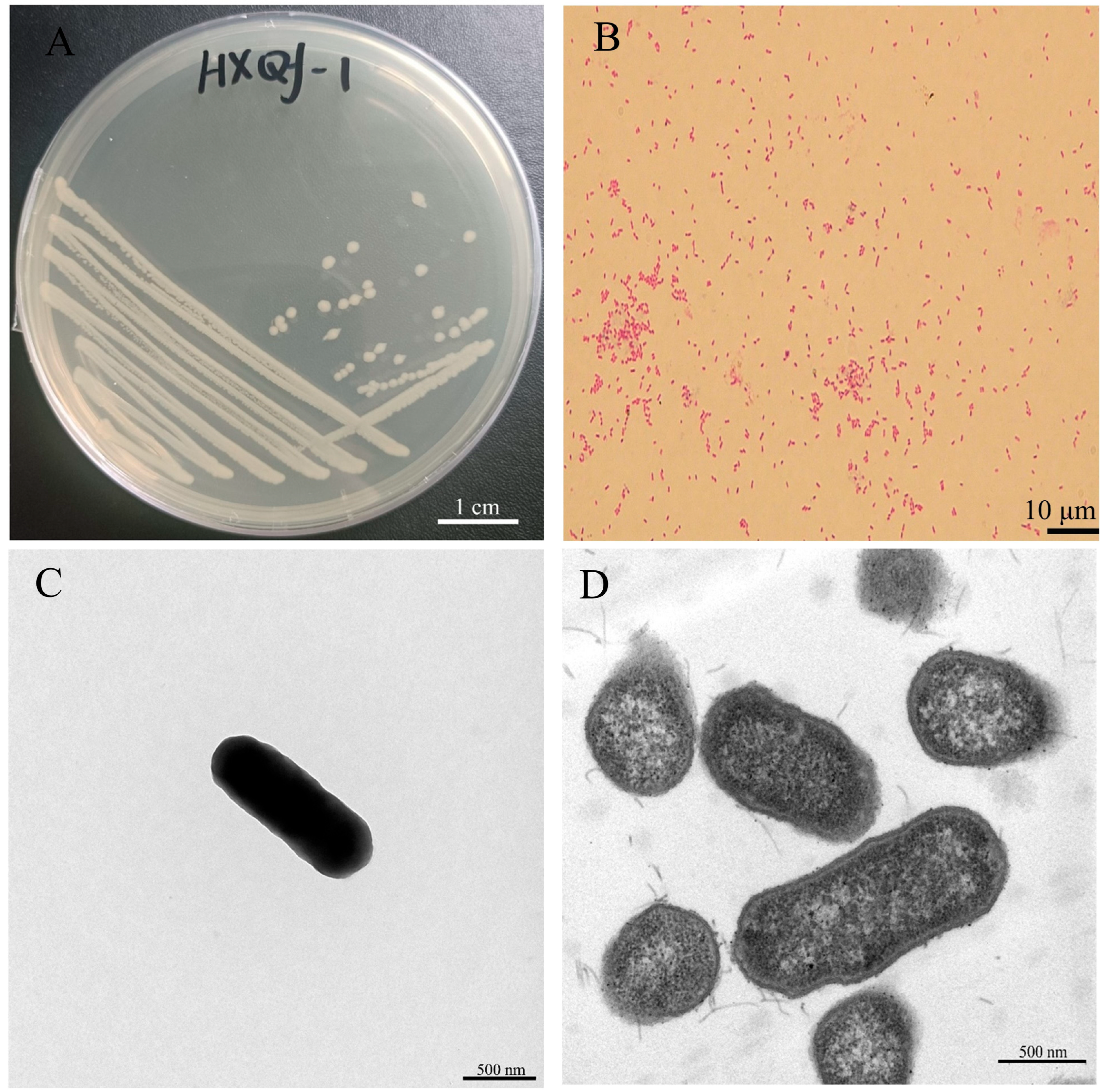 Microorganisms 13 01604 g001