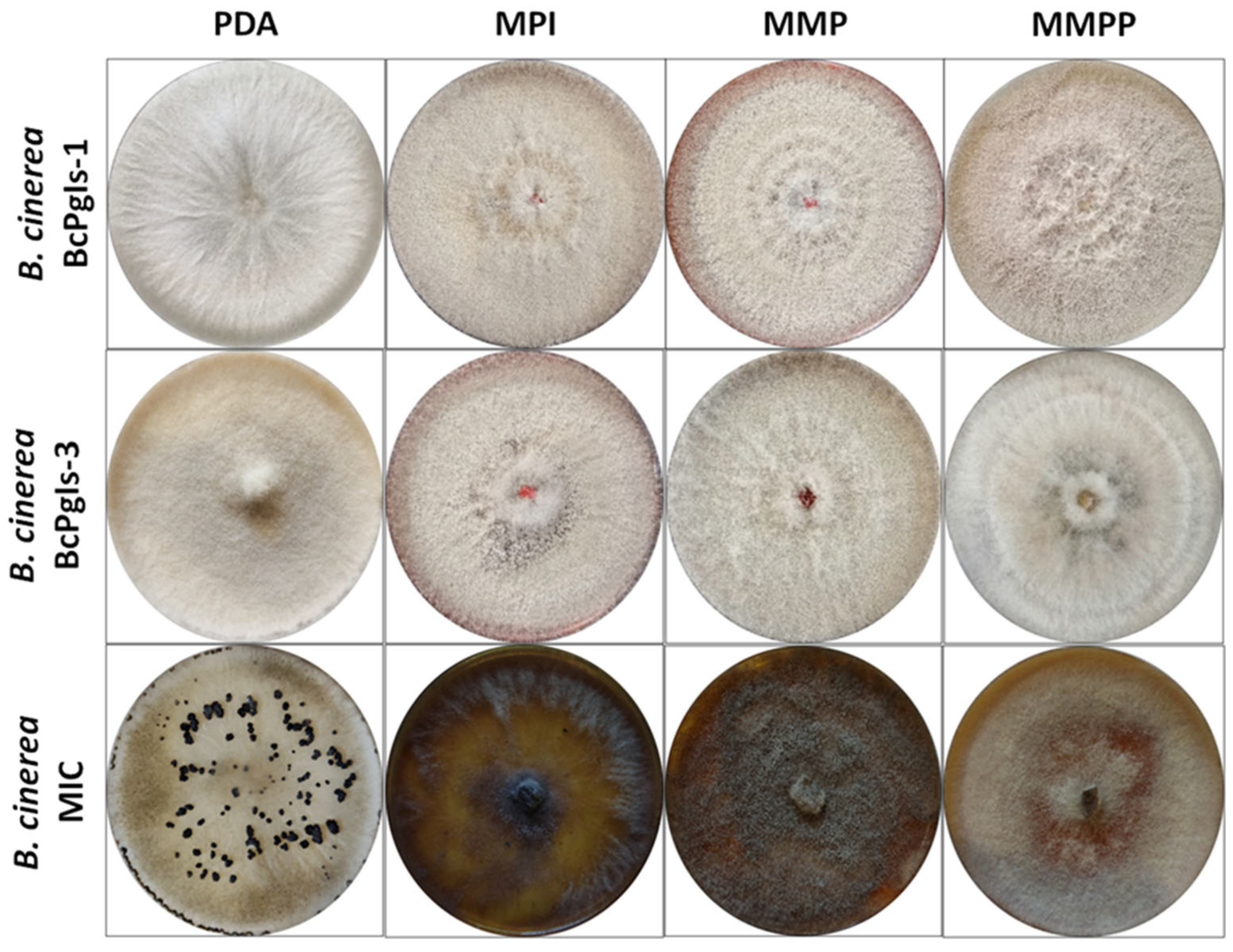 Microorganisms 13 01605 g001