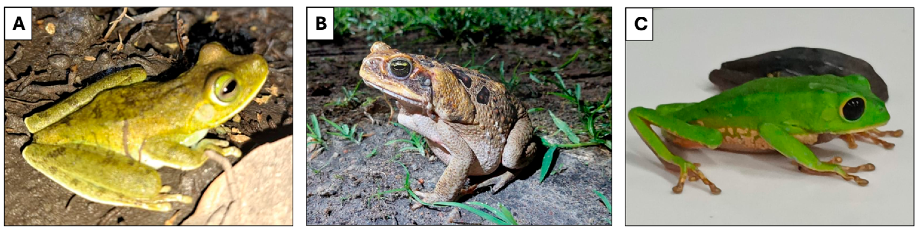 Microorganisms 13 01610 g001