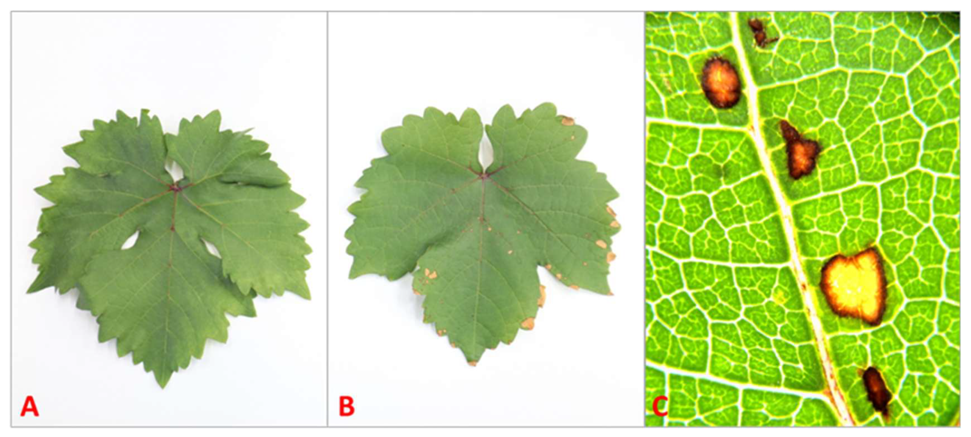 Microorganisms 13 01630 g004