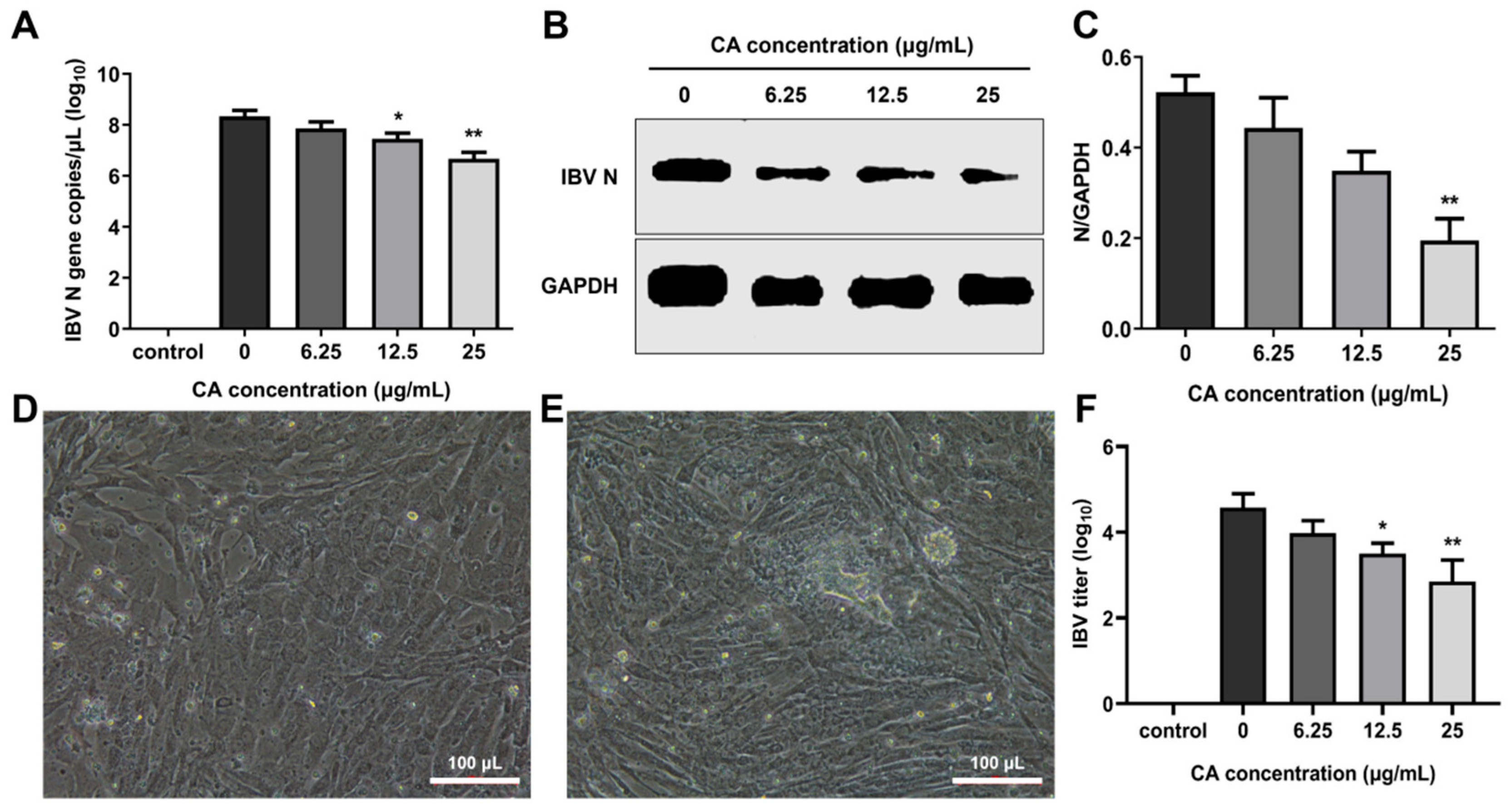 Microorganisms 13 01633 g005 Microorganisms 13 01633 g005