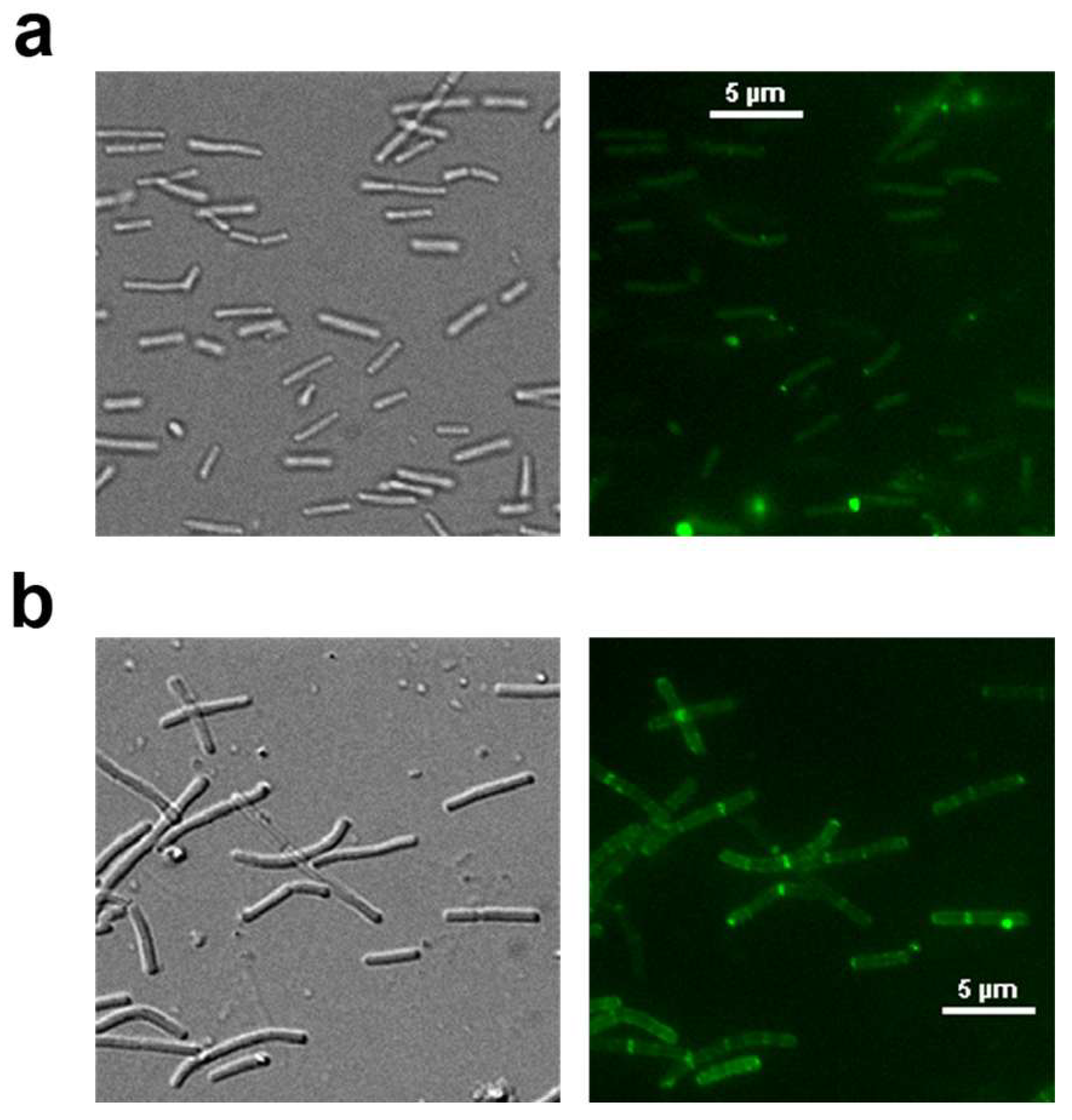 Microorganisms 13 01649 g003