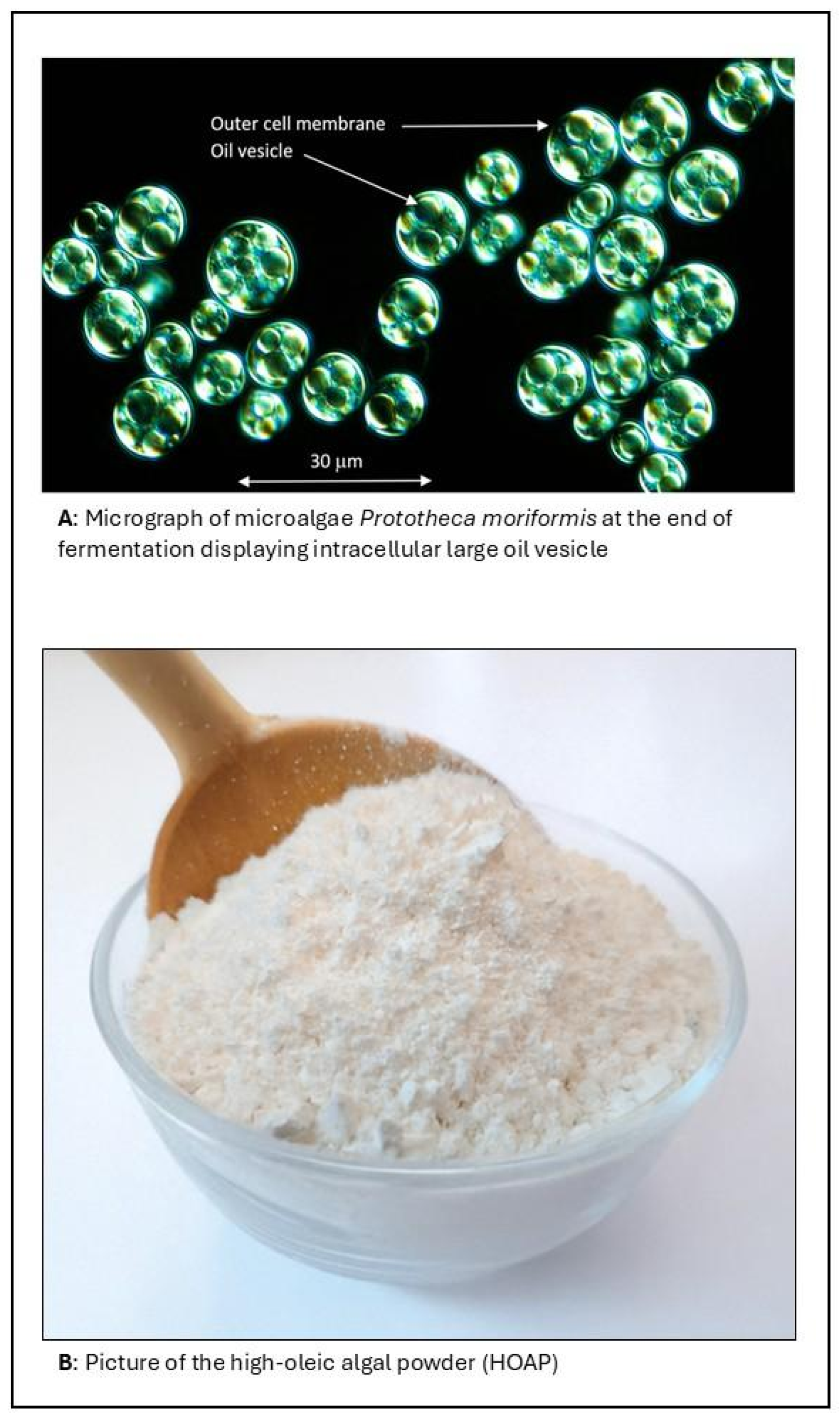 Microorganisms 13 01659 g001