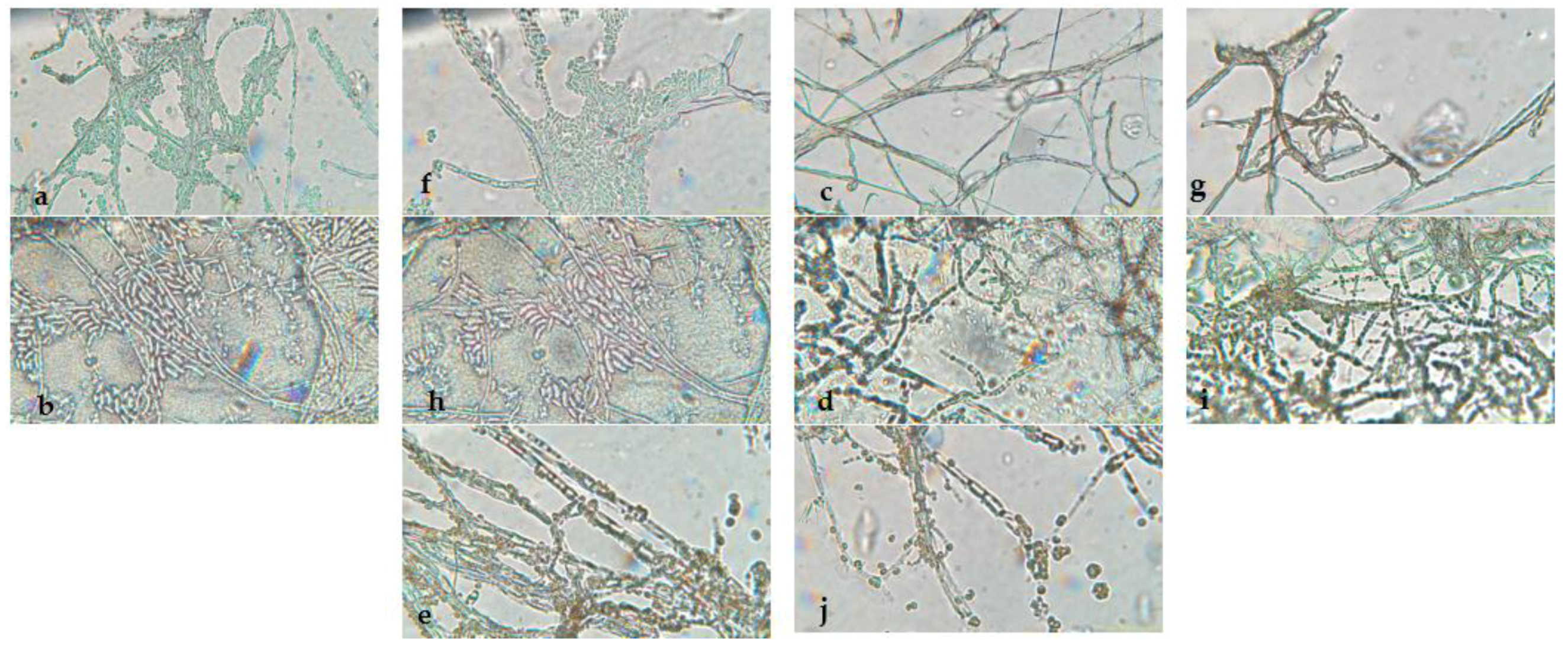 Microorganisms 13 01663 g002 Microorganisms 13 01663 g002