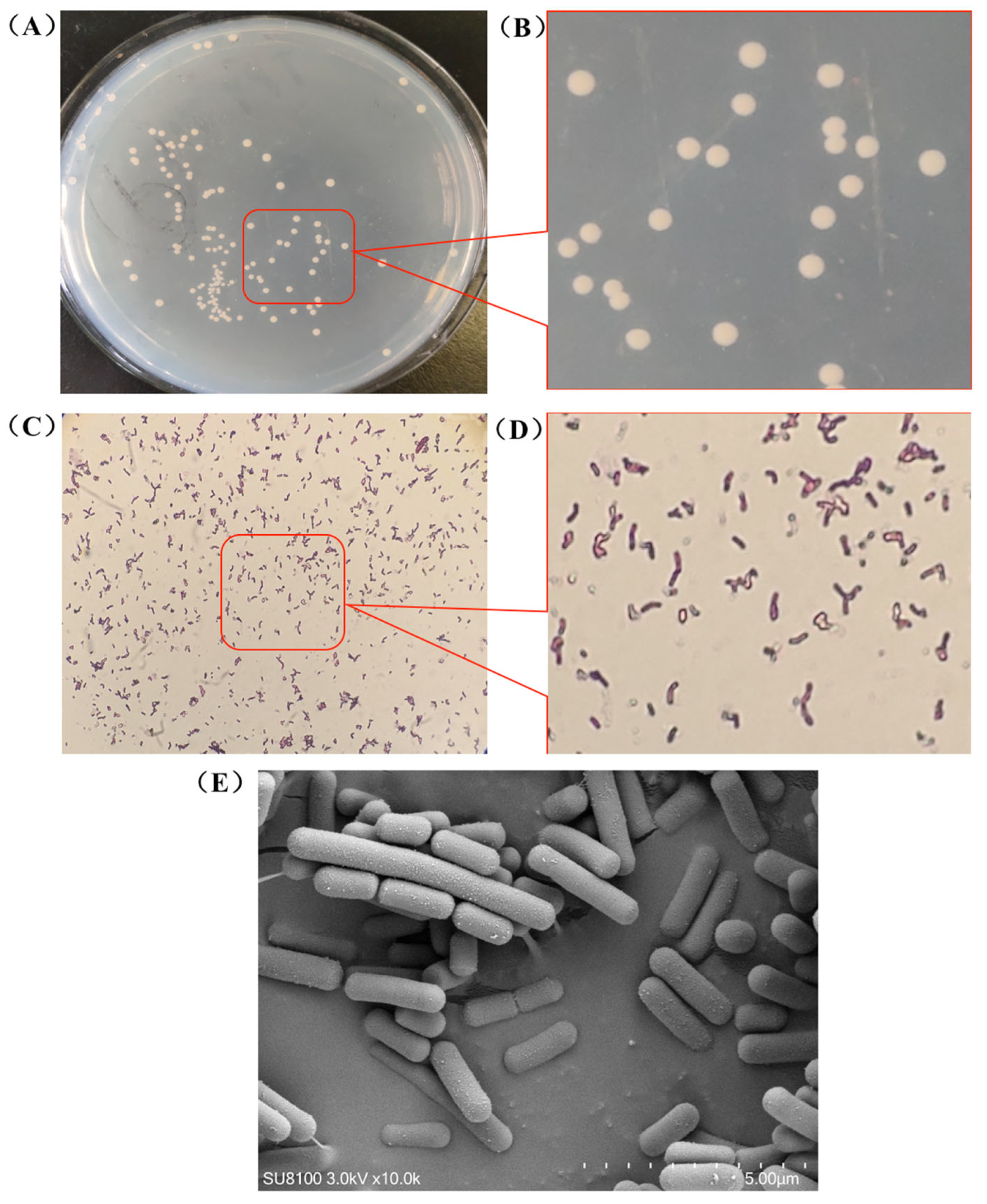 Microorganisms 13 01666 g001 Microorganisms 13 01666 g001