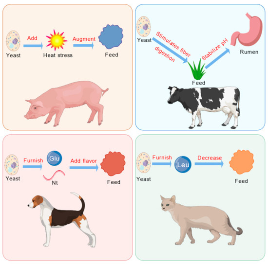 The Biological Functions of Yeast and Yeast Derivatives and Their