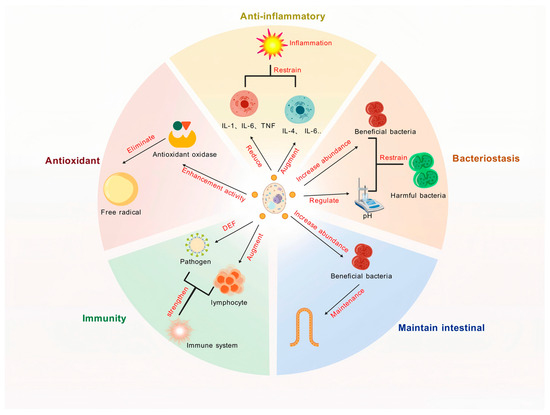 The Biological Functions of Yeast and Yeast Derivatives and