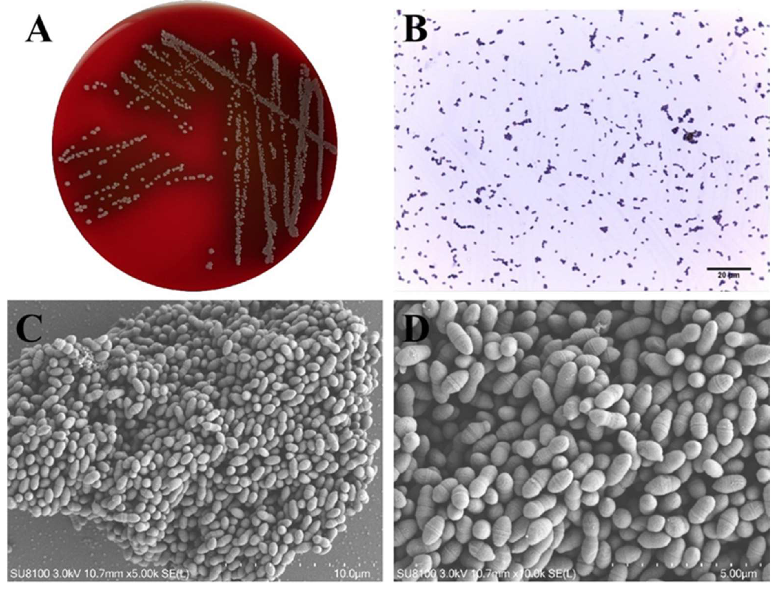 Microorganisms 13 01674 g001