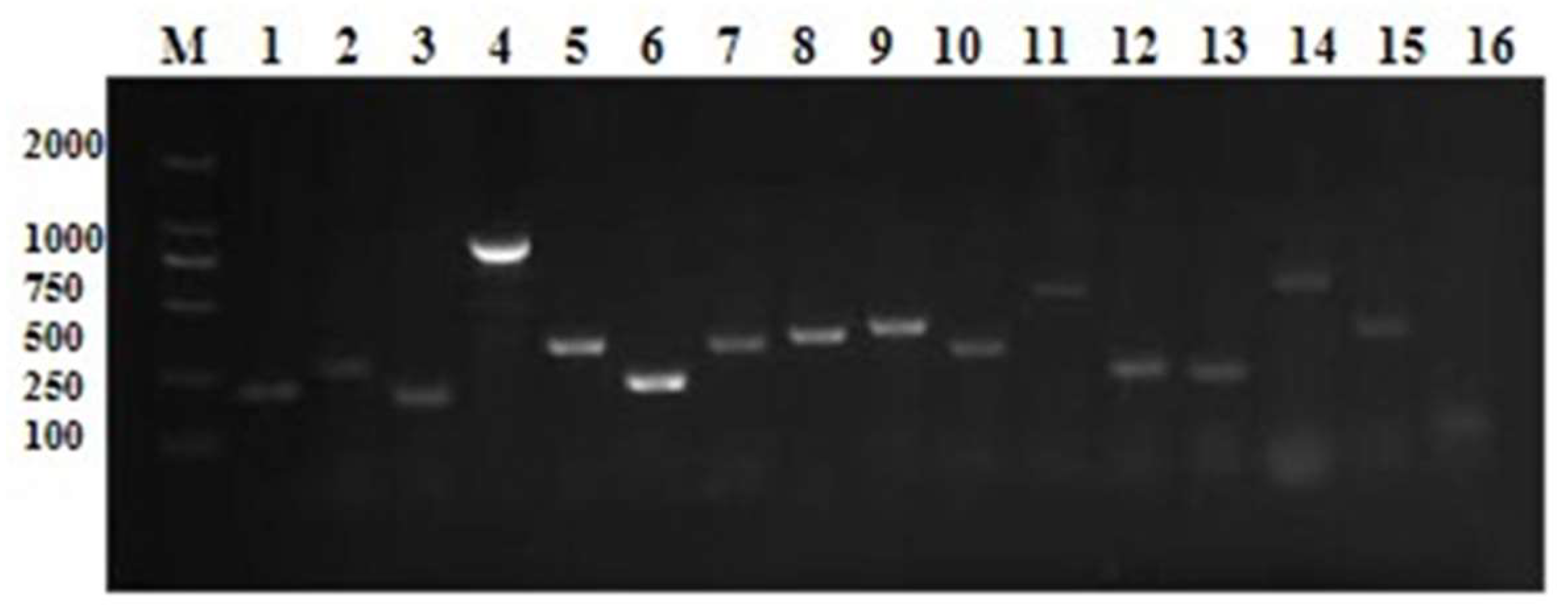 Microorganisms 13 01674 g004