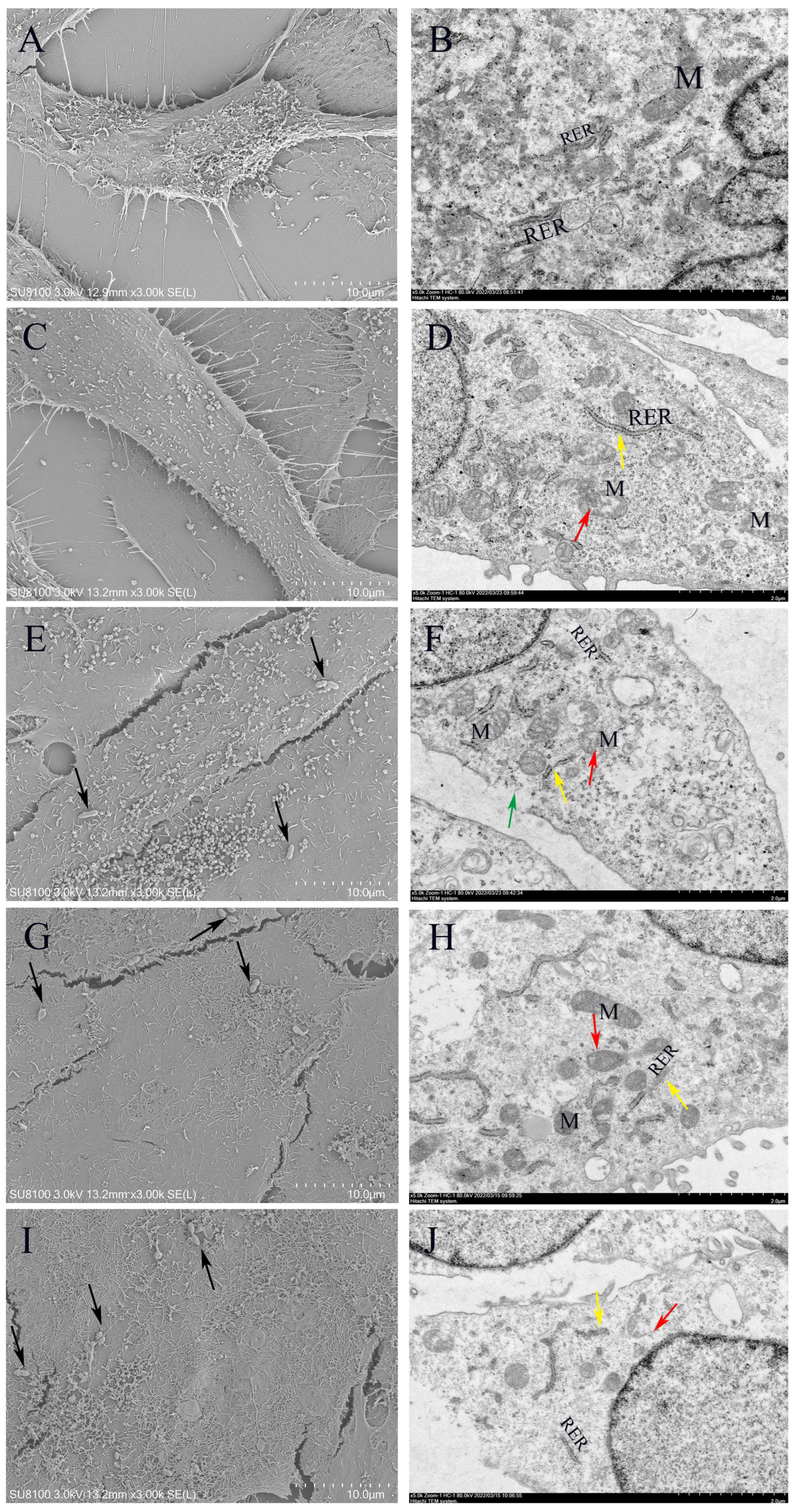 Microorganisms 13 01674 g010