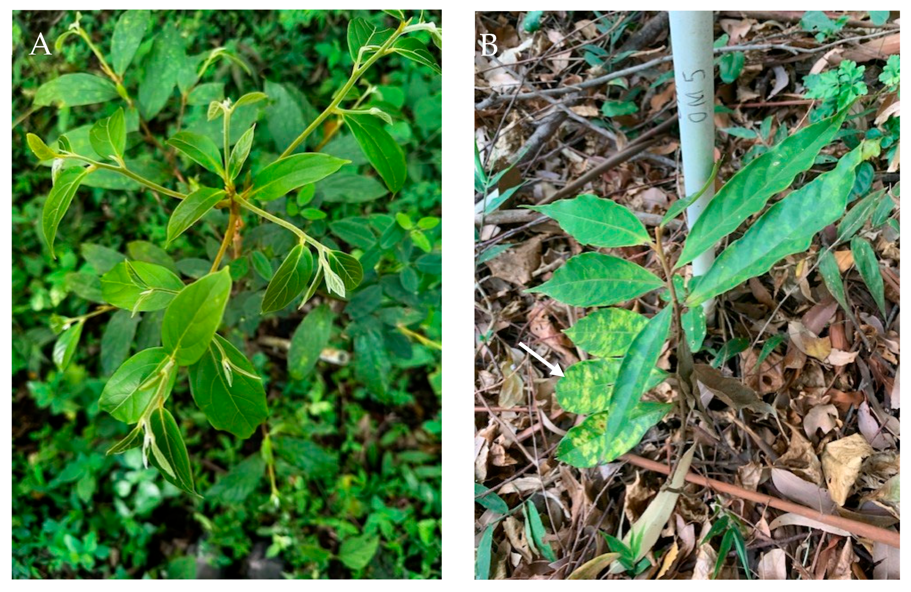 Microorganisms 13 01682 g001a