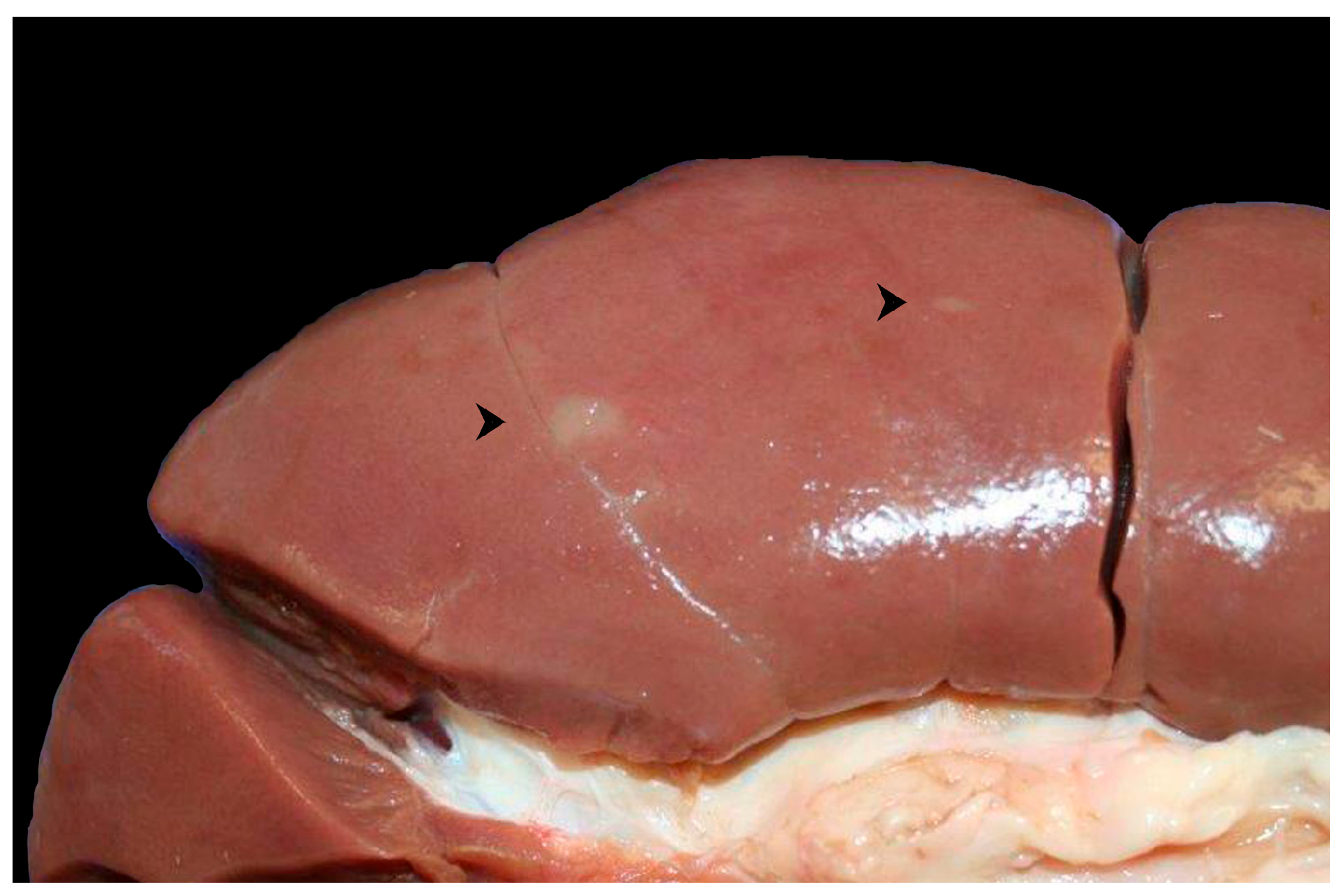 Microorganisms 13 01695 g002