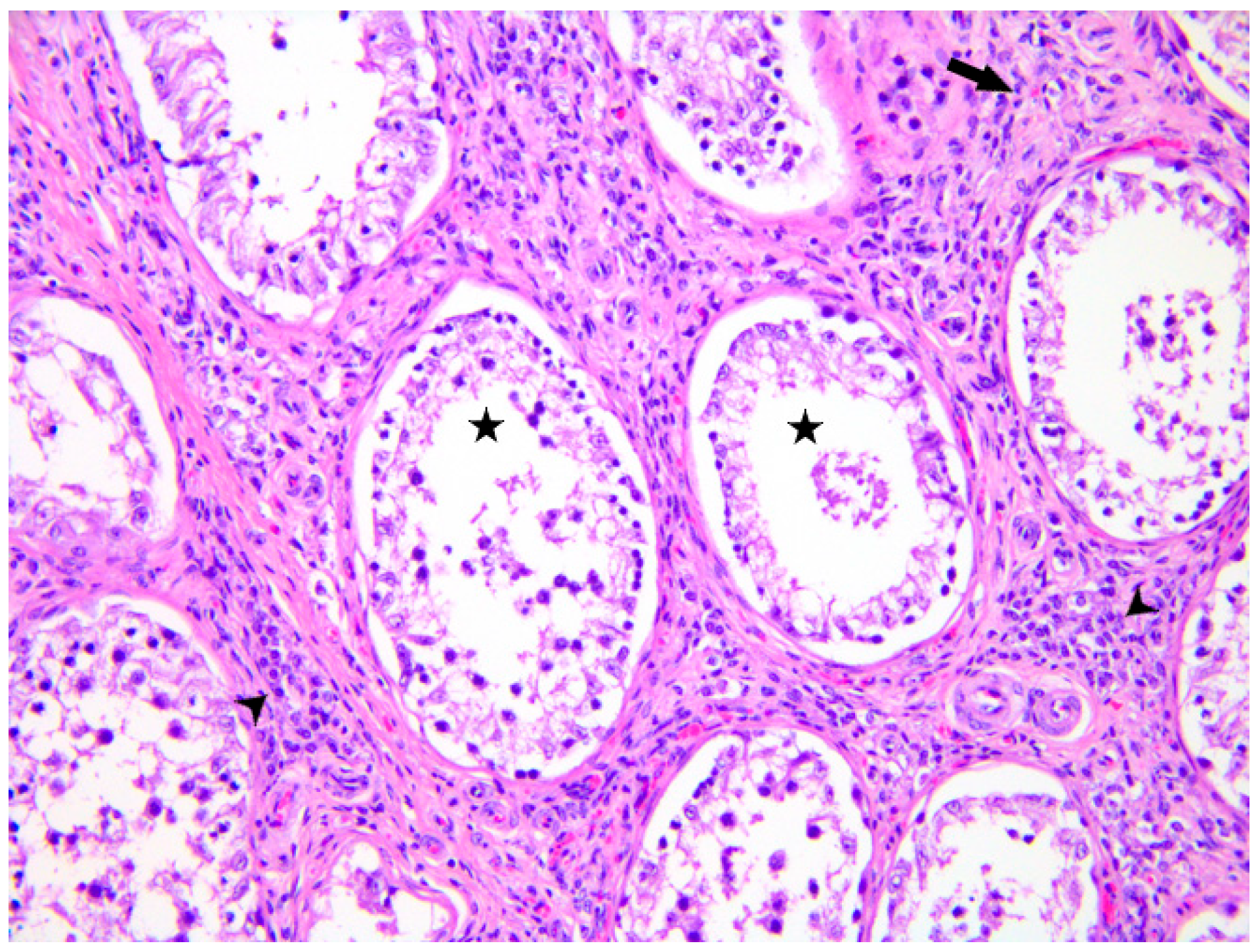 Microorganisms 13 01695 g004