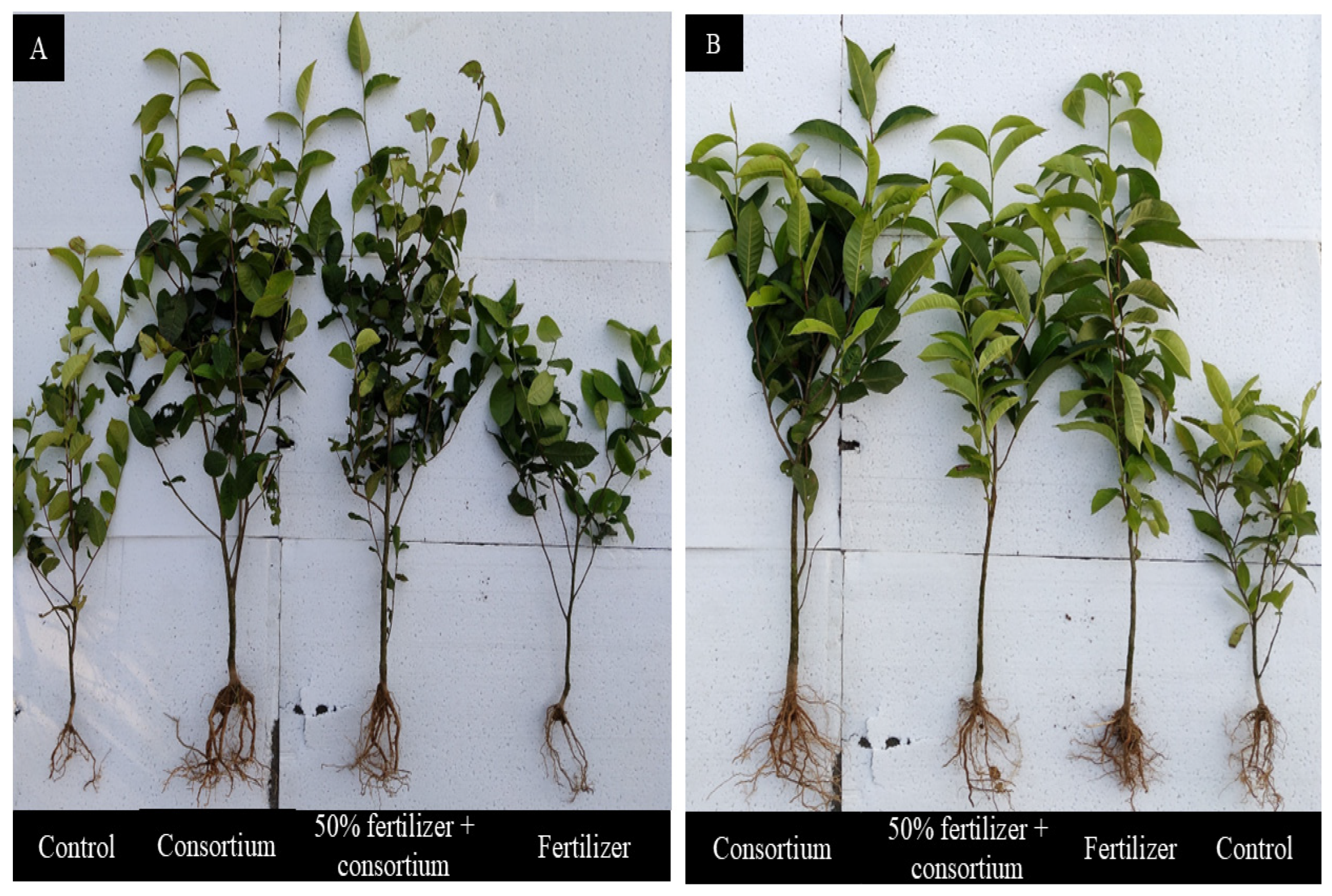 Microorganisms 13 01715 g001