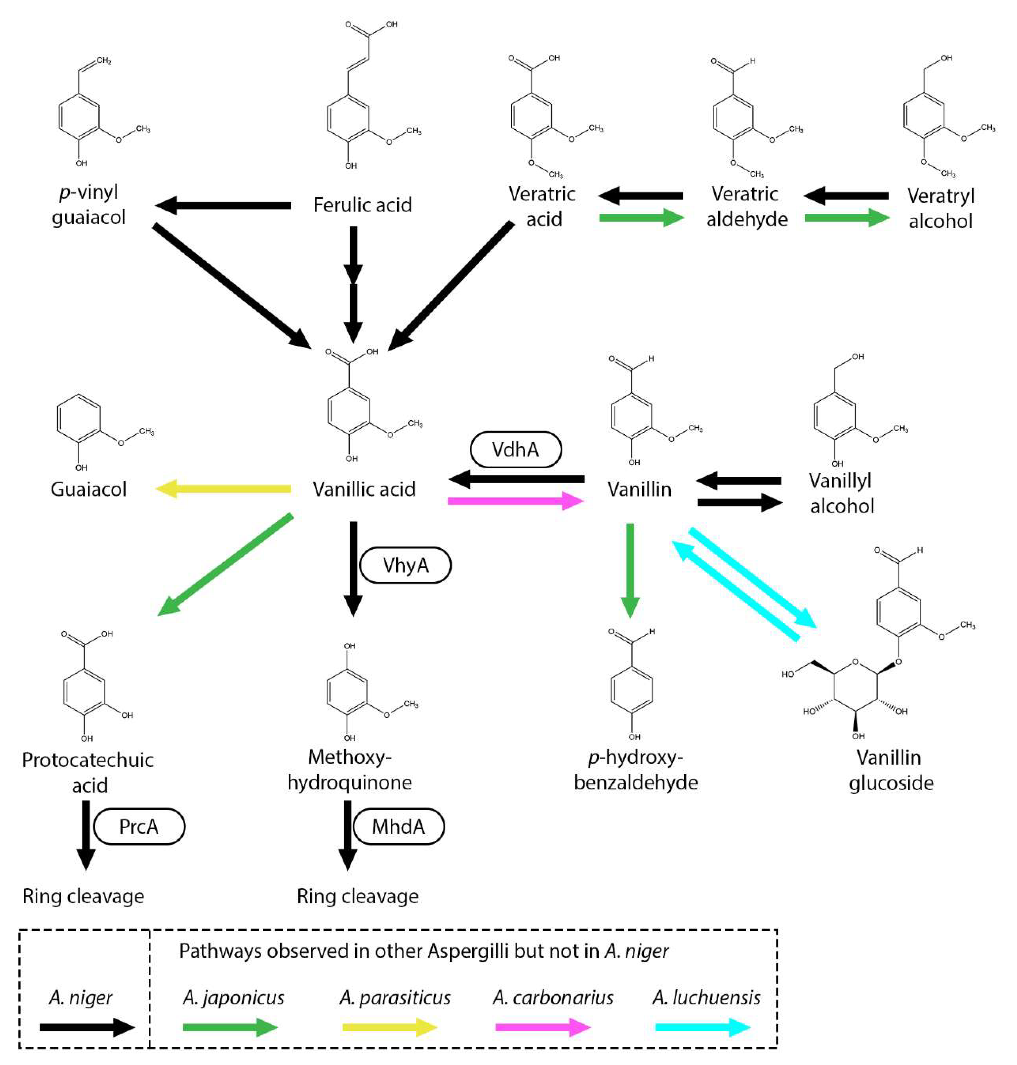 Microorganisms 13 01718 g004