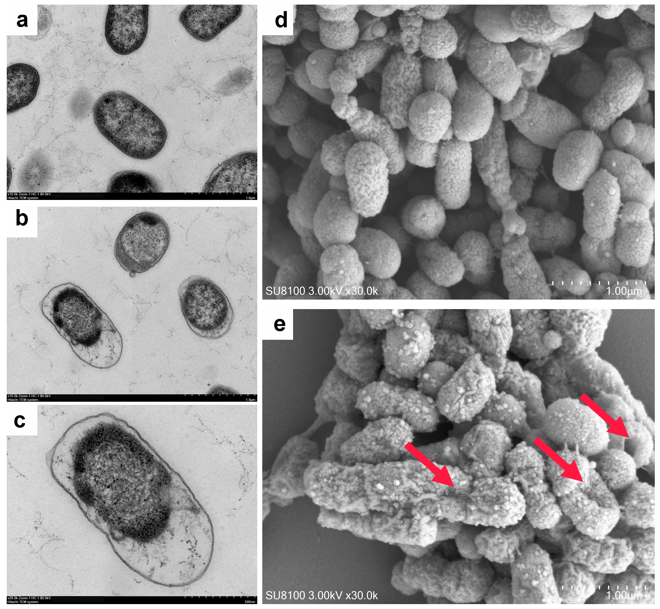 Microorganisms 13 01724 g005
